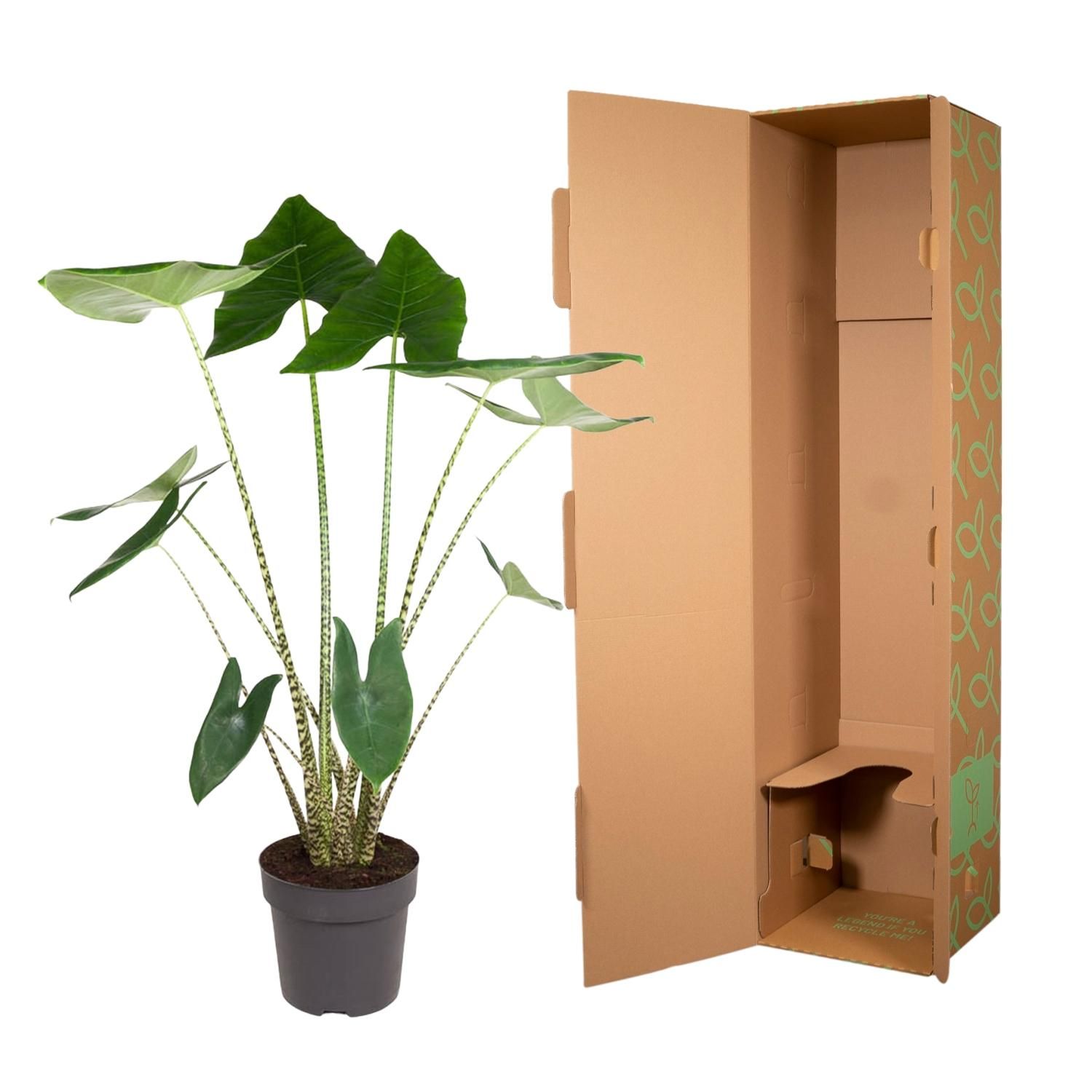 Alocasia Zebrina Zimmerpflanze