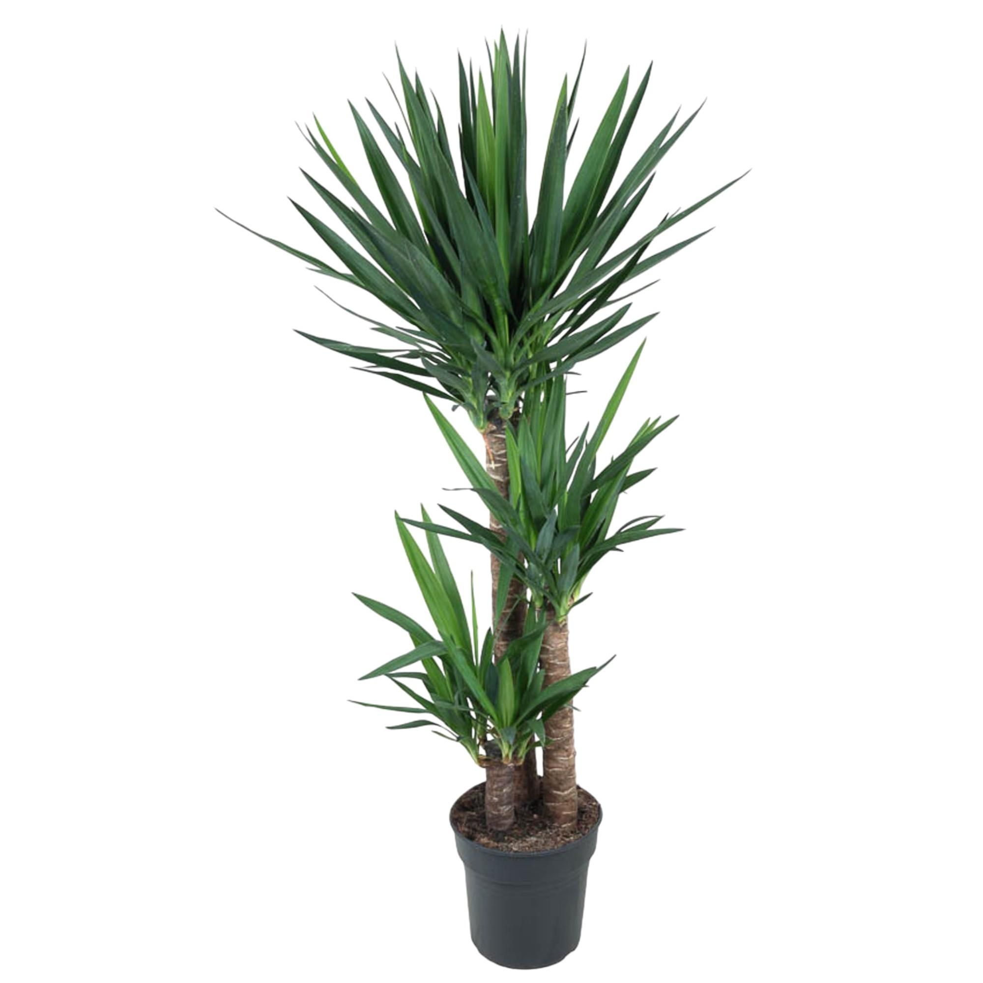 Yucca Elephantipe Elefantenpalme