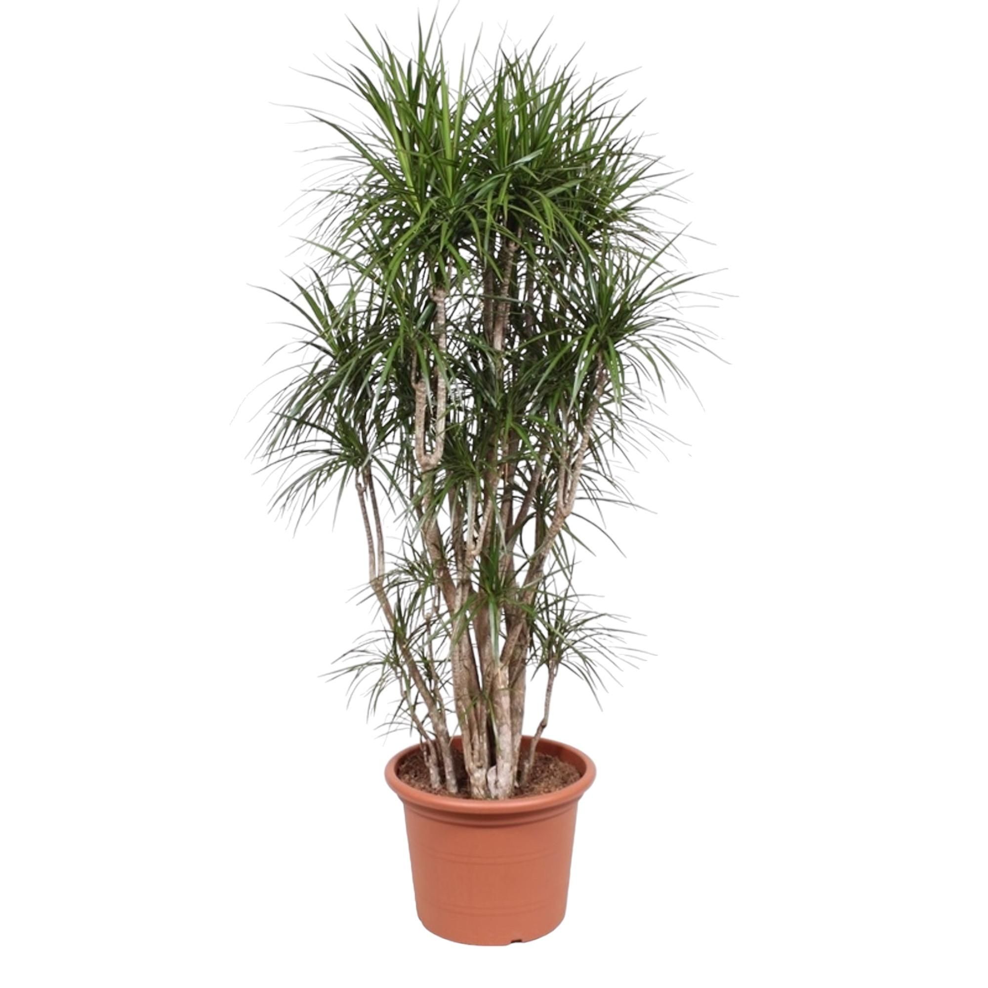 Dracaena Marginata verzweigt Indoor-Pflanze