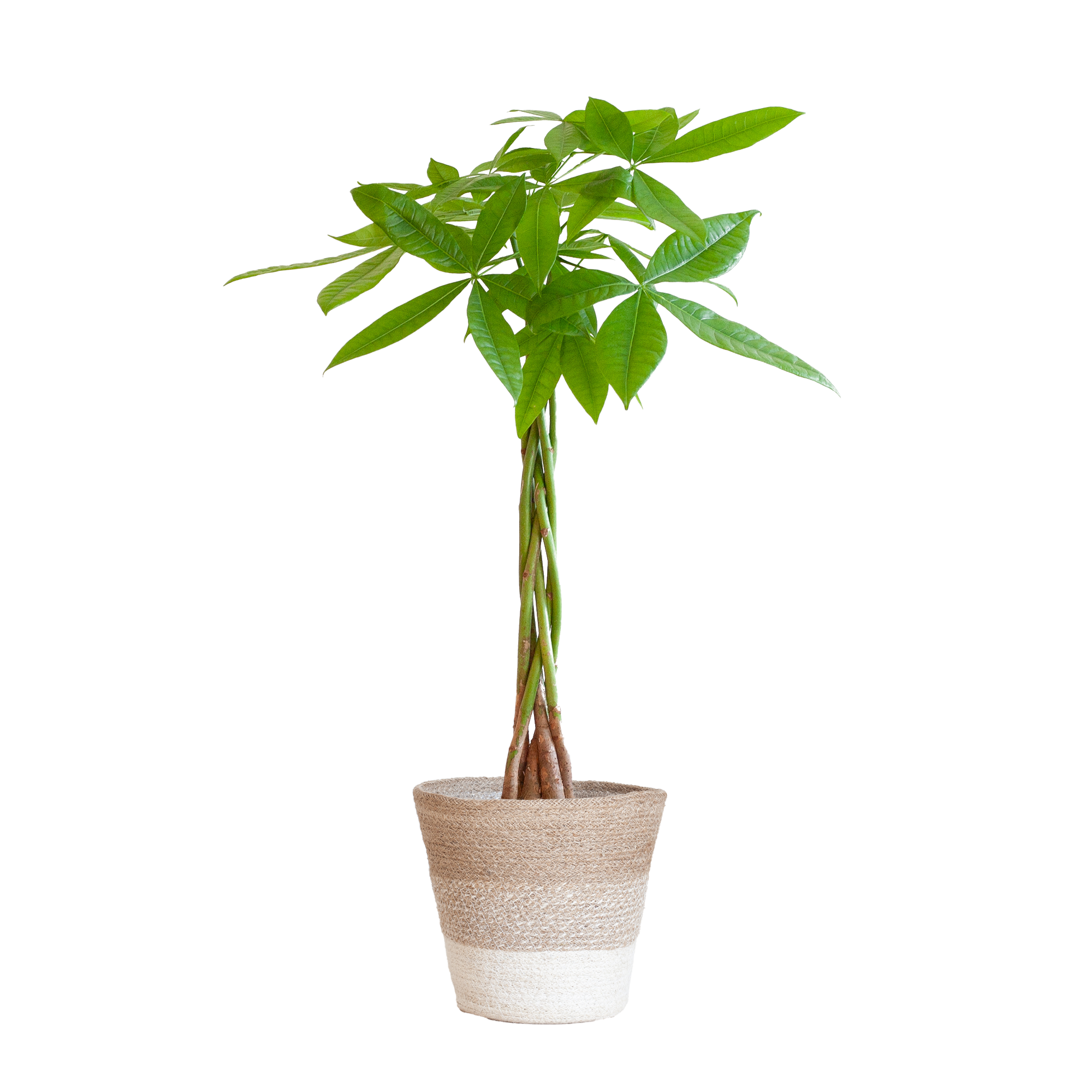 Pachira Aquatica mit Pflanzkorb weiß – ca. 80cm