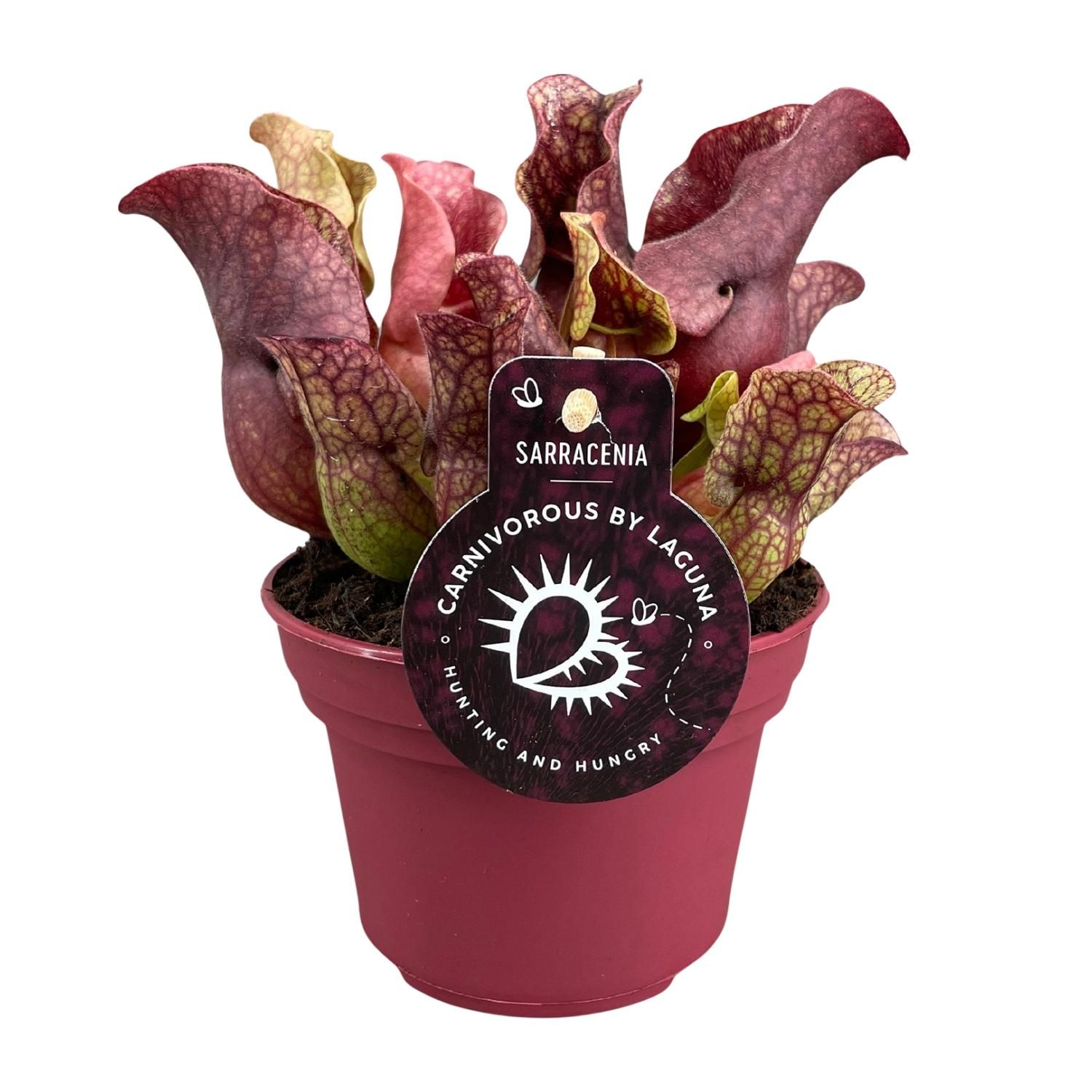 Sarracenia Zimmerpflanze mit einzigartigen Schlauchblättern