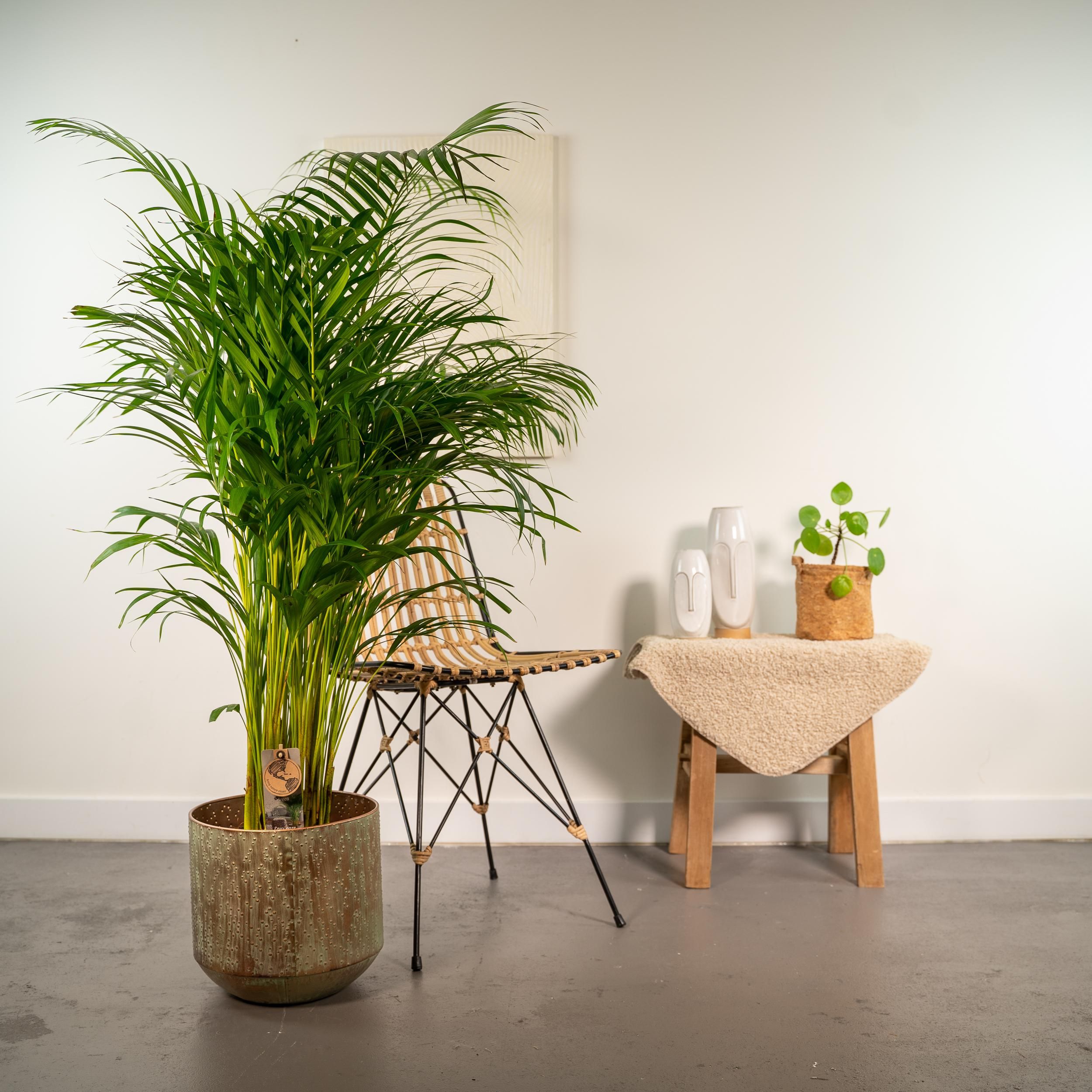 Areca-Palme mit Topf – Eleganter luftreinigender Zimmerpflanzenklassiker