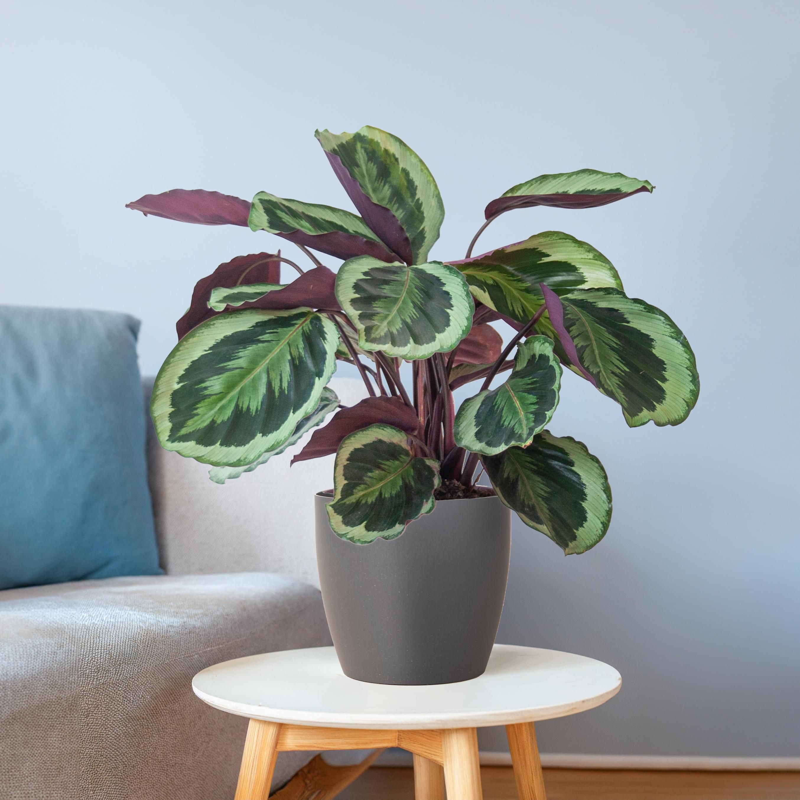 Calathea Medaillon Zimmerpflanze mit Viber-Topf