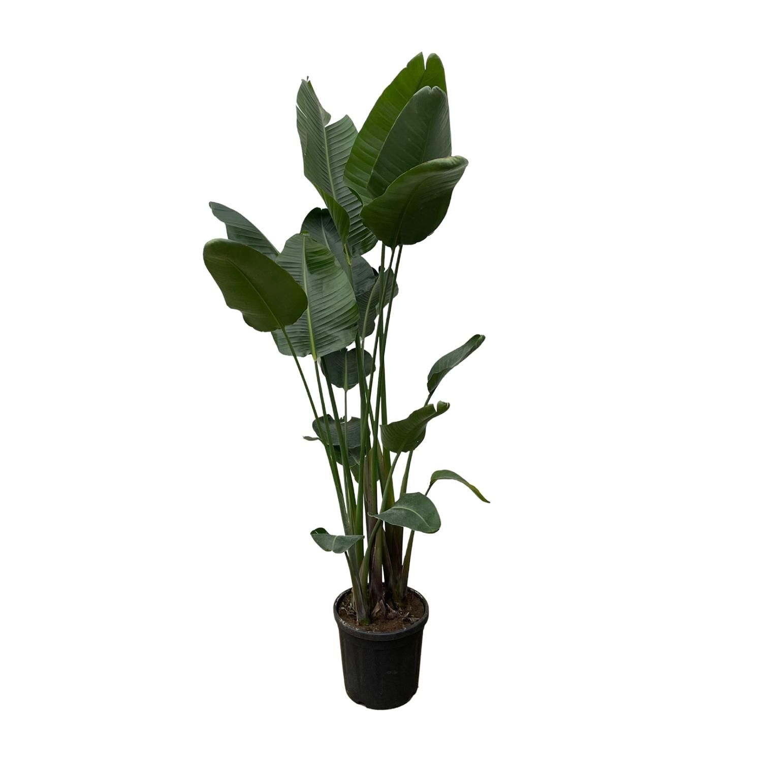 Strelitzia Nicolai Weiße Paradiesvogelpflanze