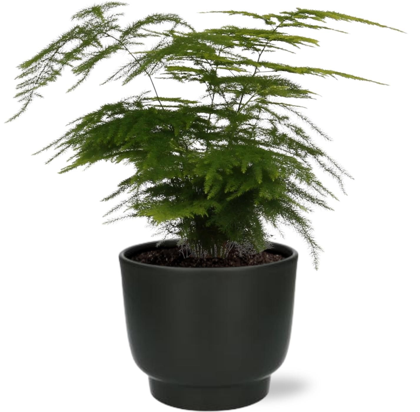 Zierspargel Asparagus Setaceus – Ø12cm – Inkl. Topf Potenza Schwarz