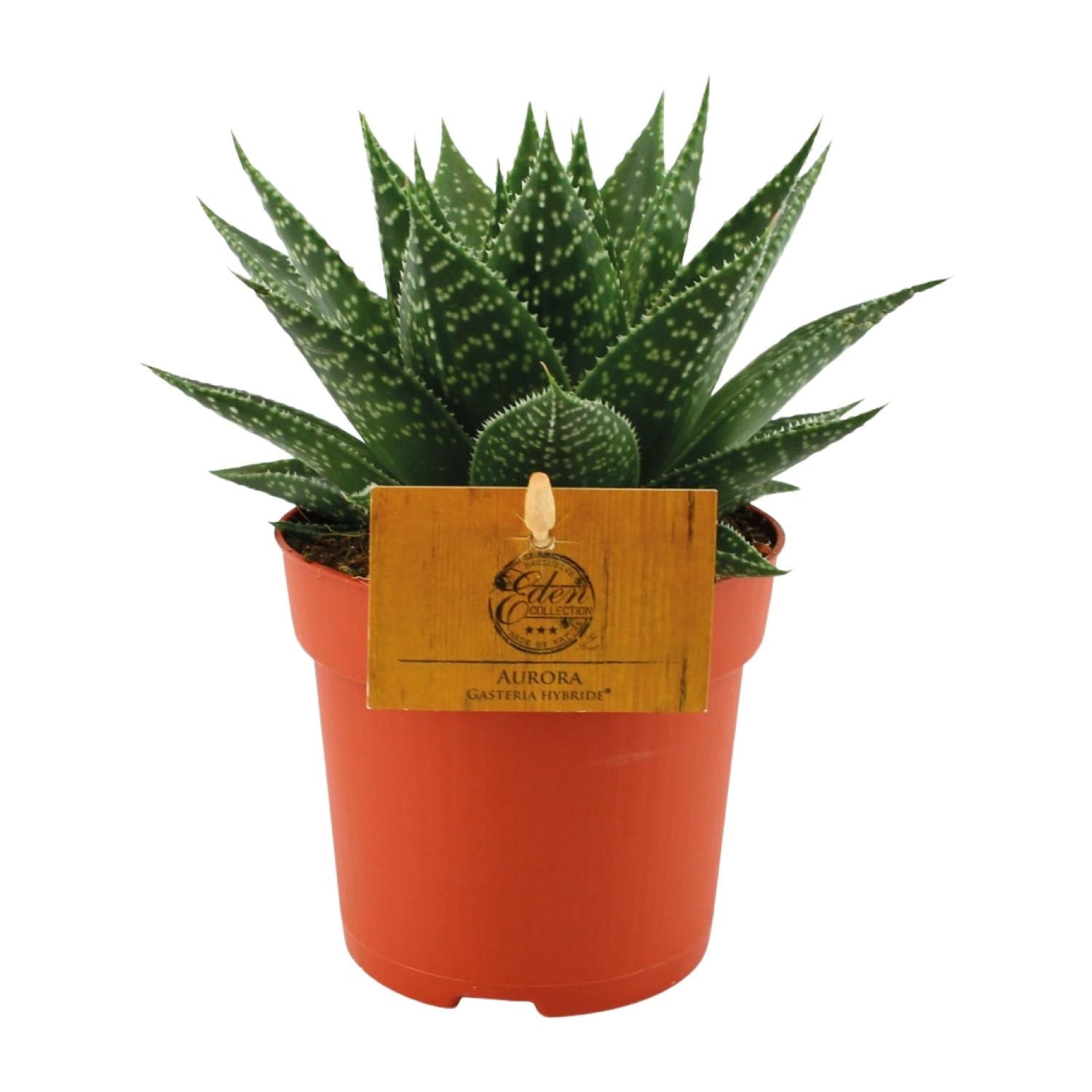 Gasteria Hybride Aurora Zimmerpflanze