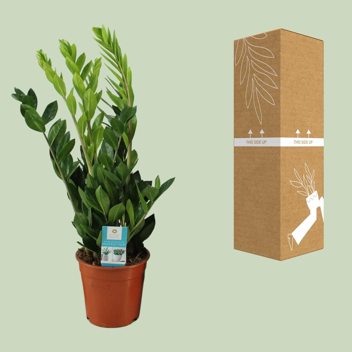 Zamioculcas Zimmerpflanze mit glänzenden Blättern