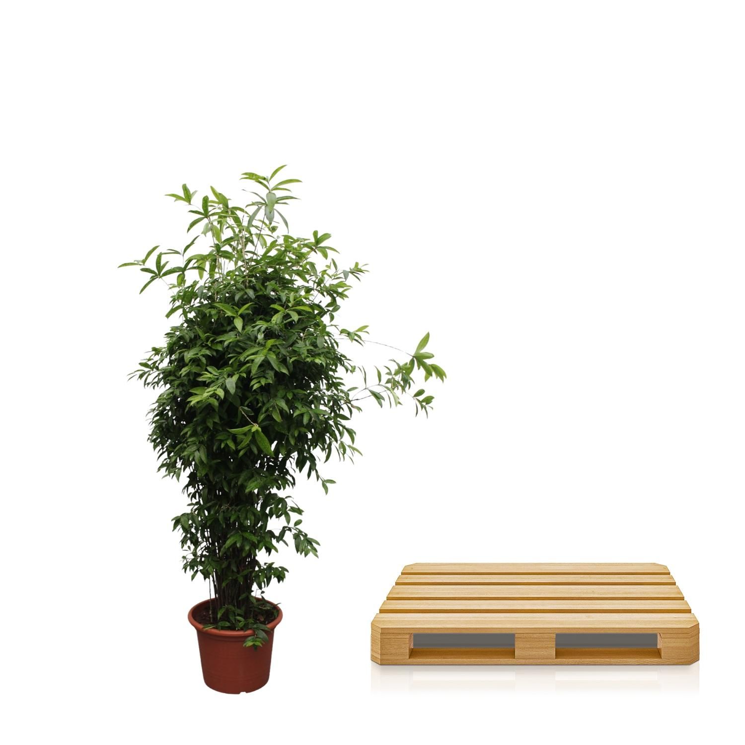 Dracaena Surculosa Zimmerpflanze