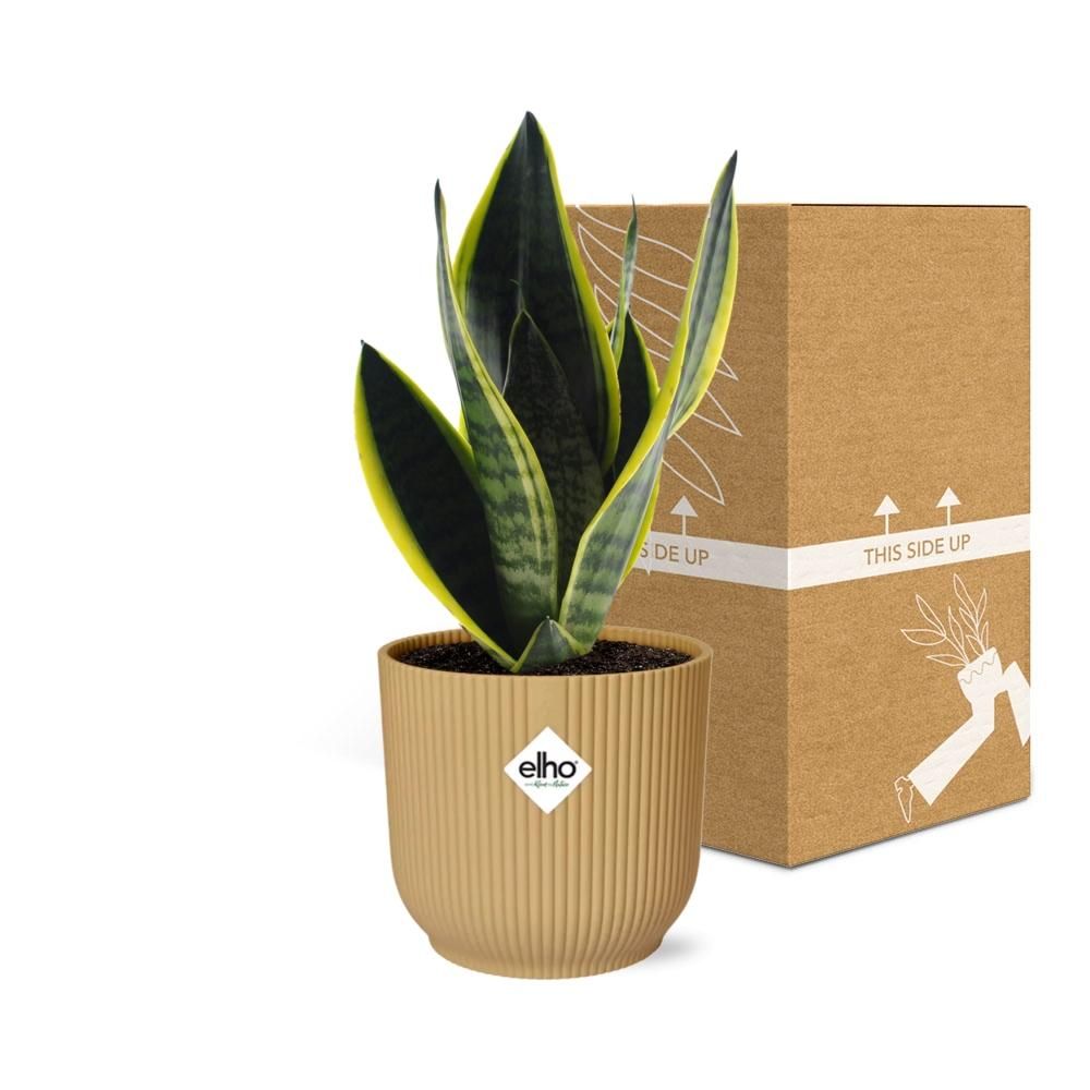 Sansevieria Futura Superba Zimmerpflanze