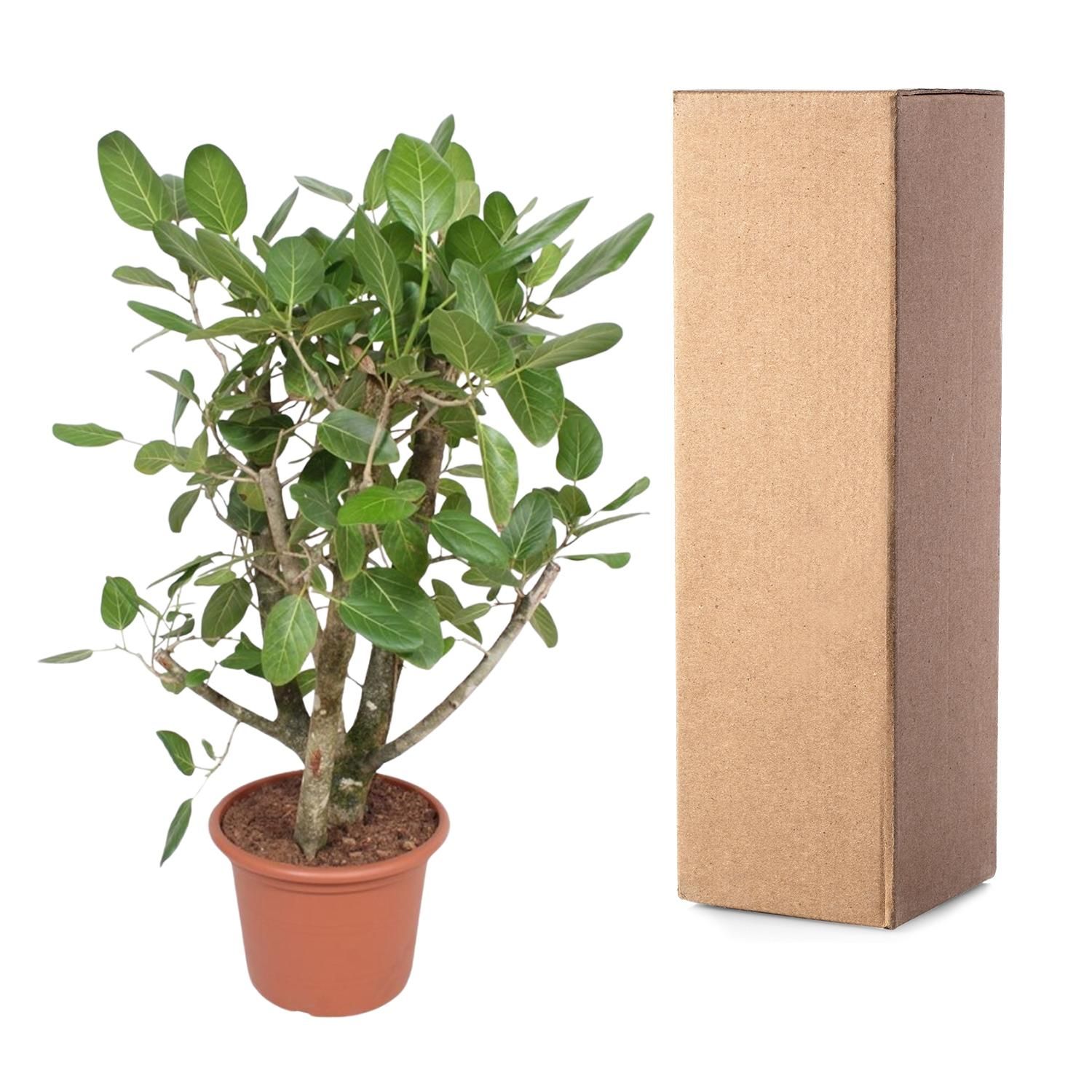 Ficus Benghalensis mit verzweigtem Stamm