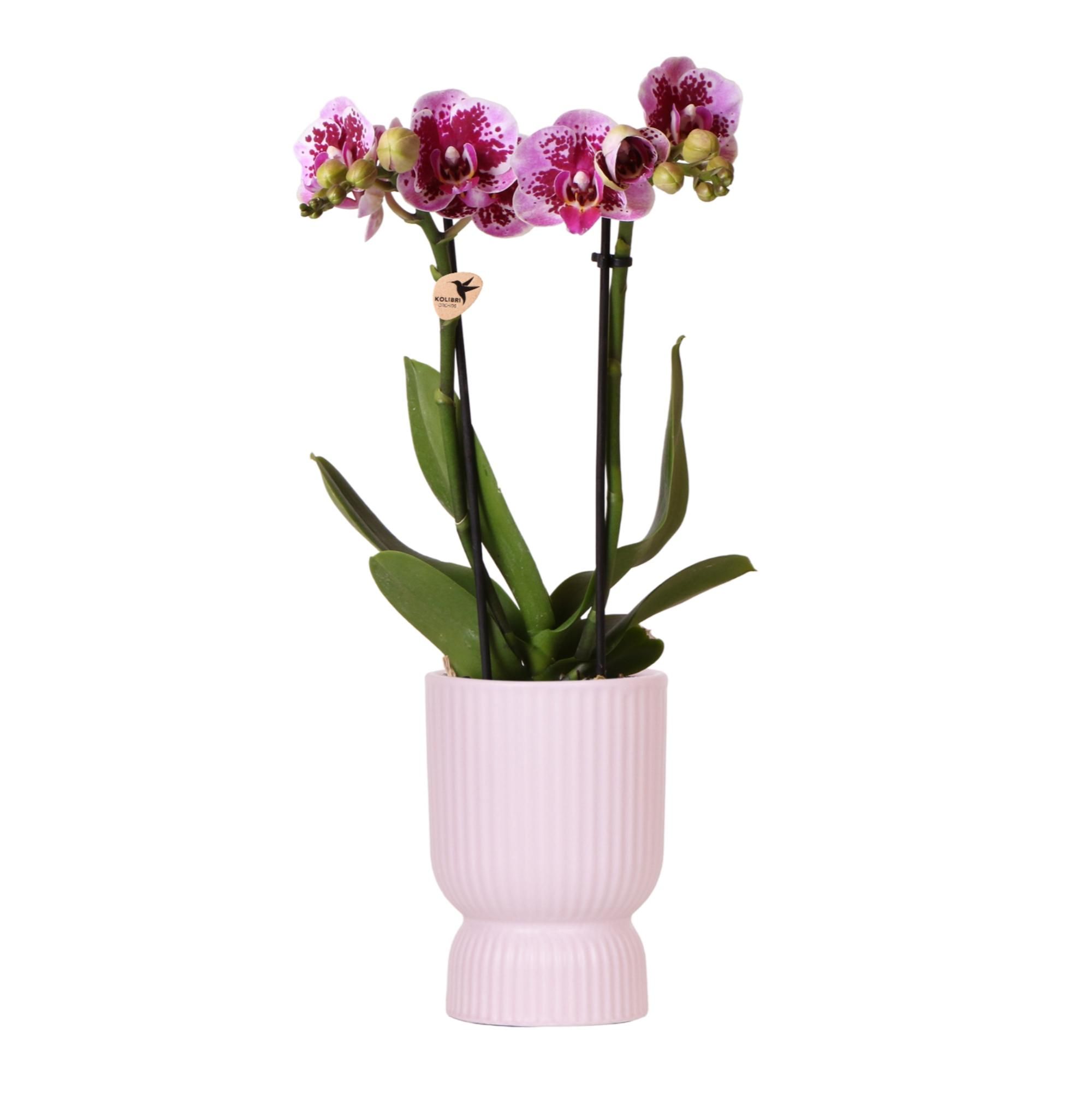 Phalaenopsis Orchidee – Rosa Lila – Ø9cm Topf