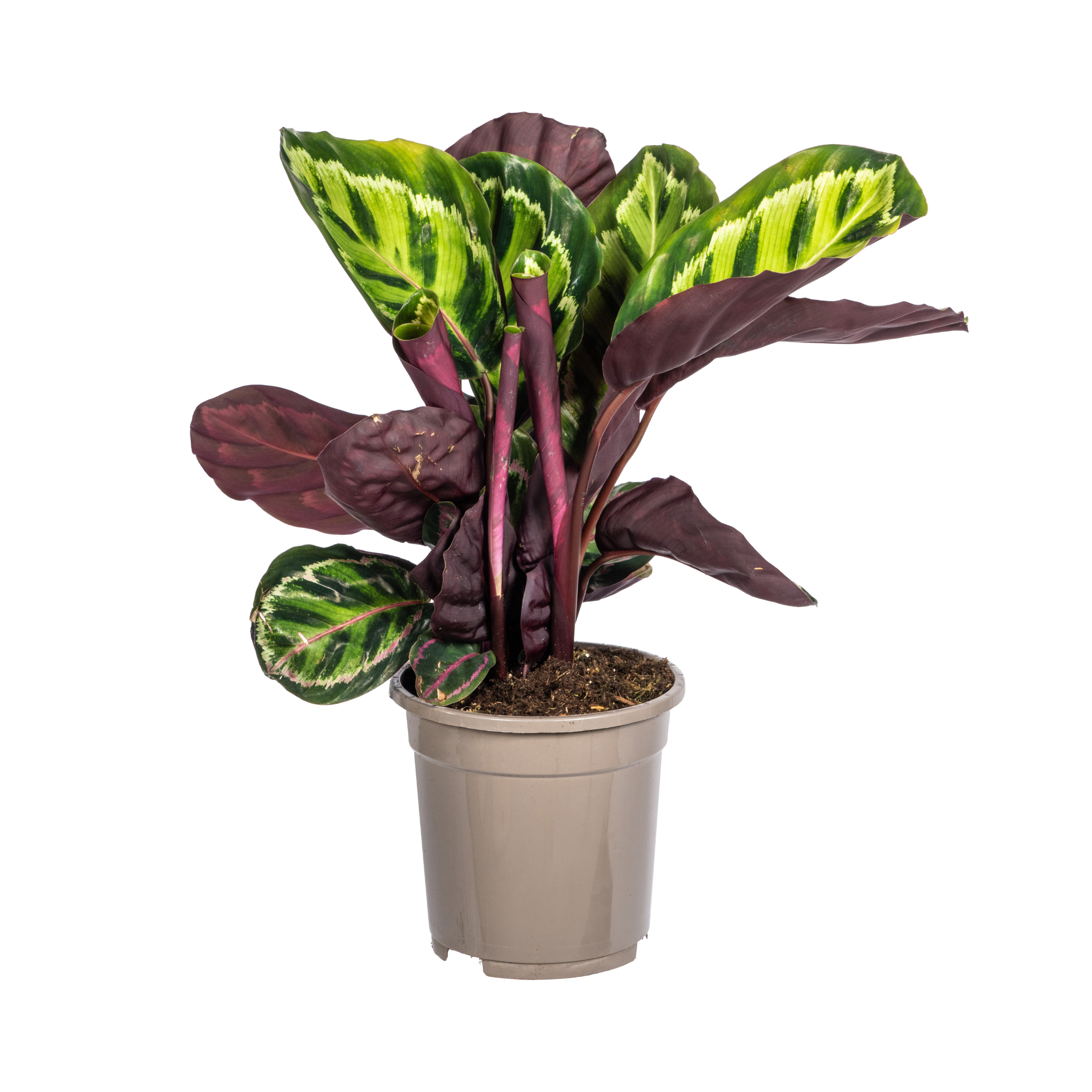 Calathea Zimmerpflanze – Roseopicta – Ø17cm
