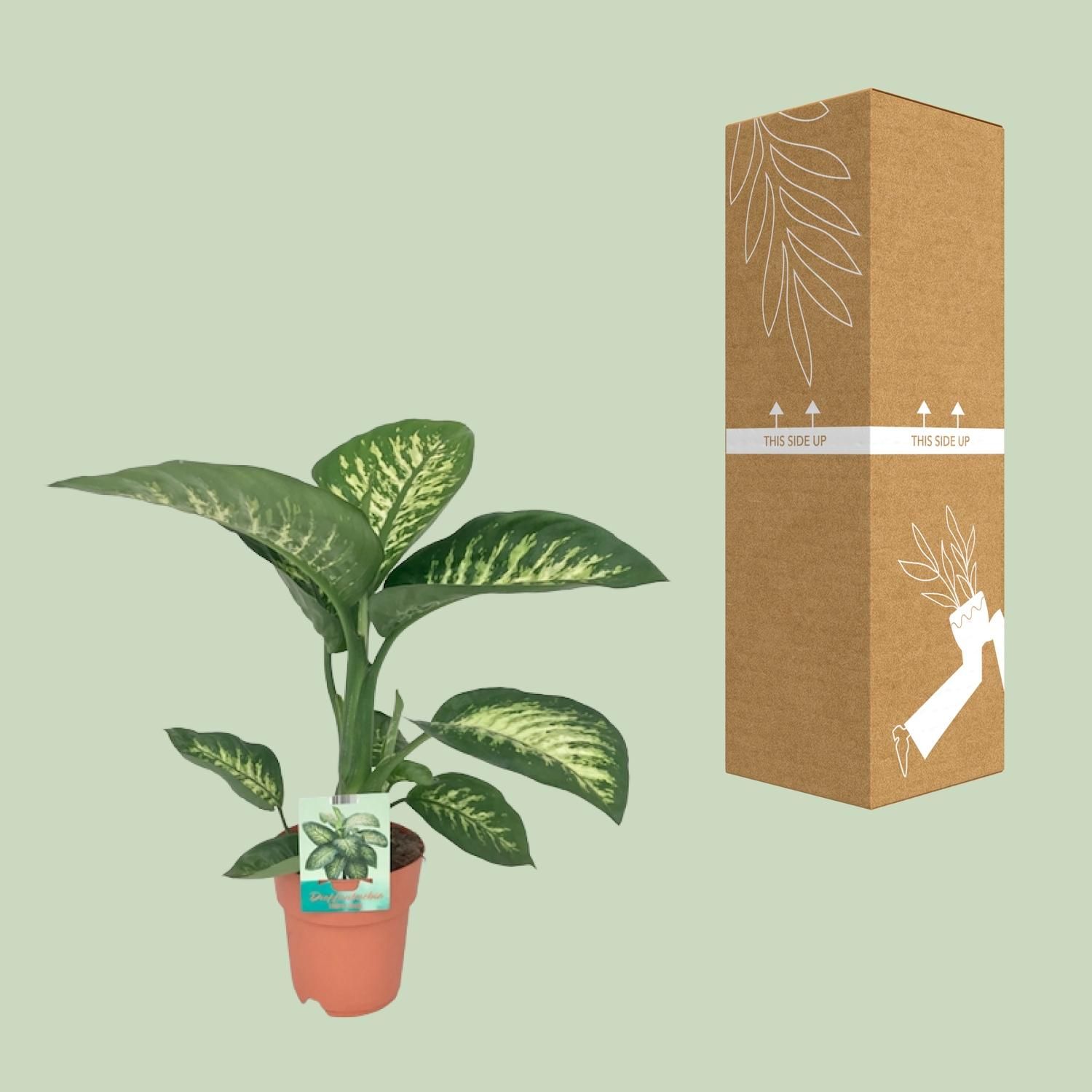 Dieffenbachia Tropic Snow Zimmerpflanze