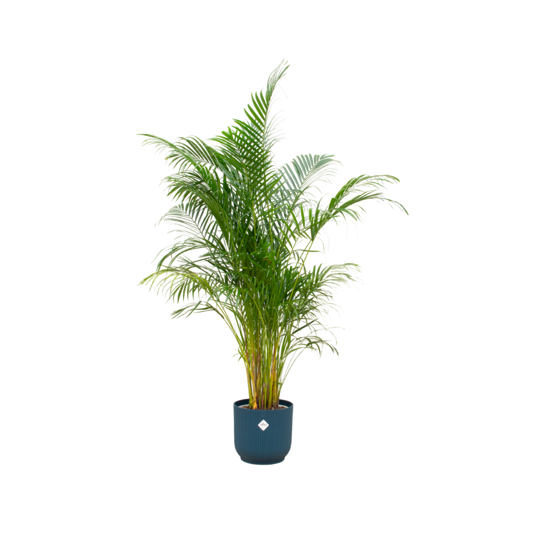 Areca-Palme mit stilvollem Übertopf