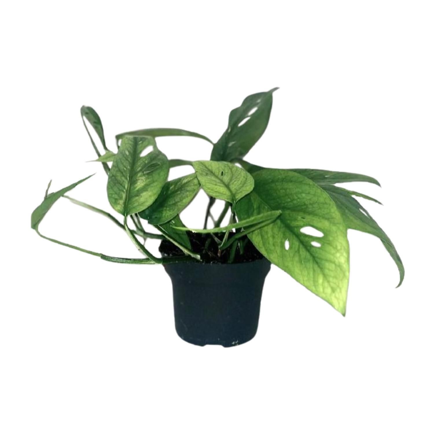 Epipremnum Cebu Blue Zimmerpflanze