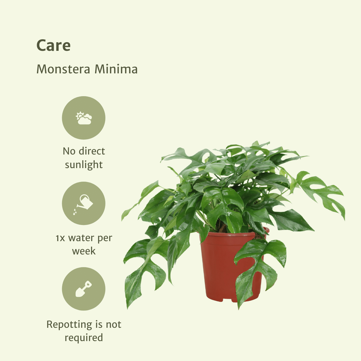 Monstera Minima Zimmerpflanze