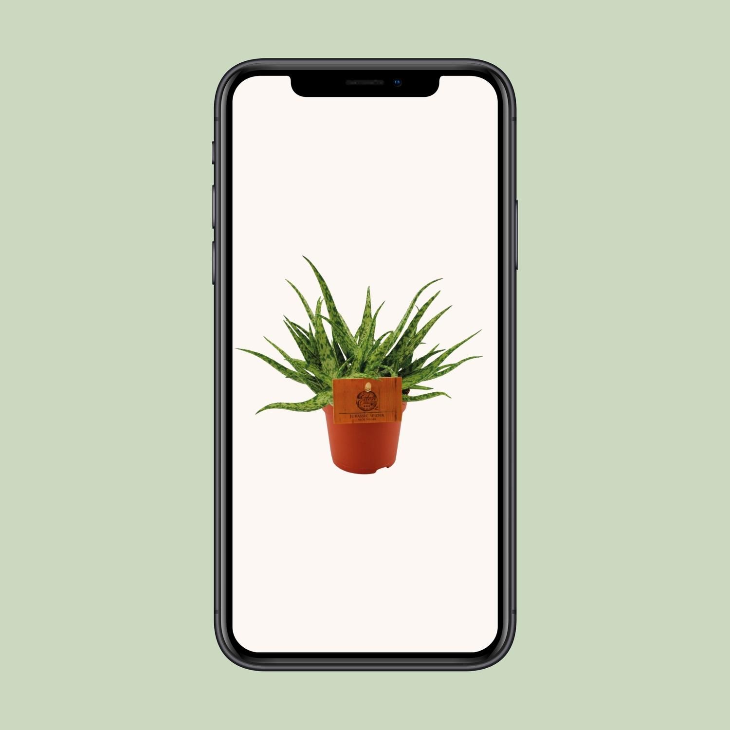 Aloe Spider Zimmerpflanze