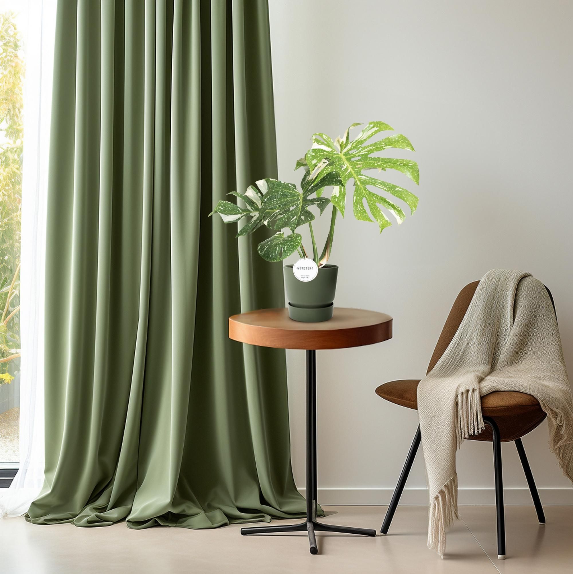 Monstera Thai Constellation Zimmerpflanze