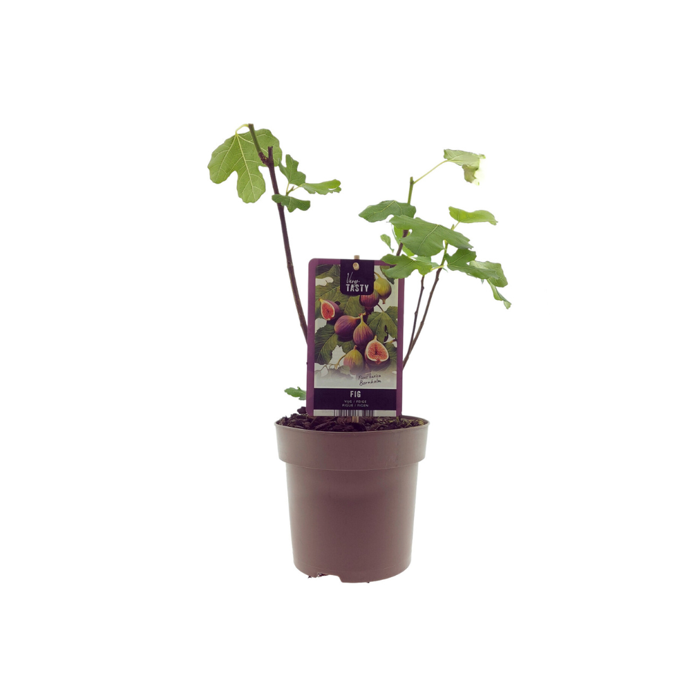 Ficus Bornholm – Ø15cm Topf – 40cm Höhe