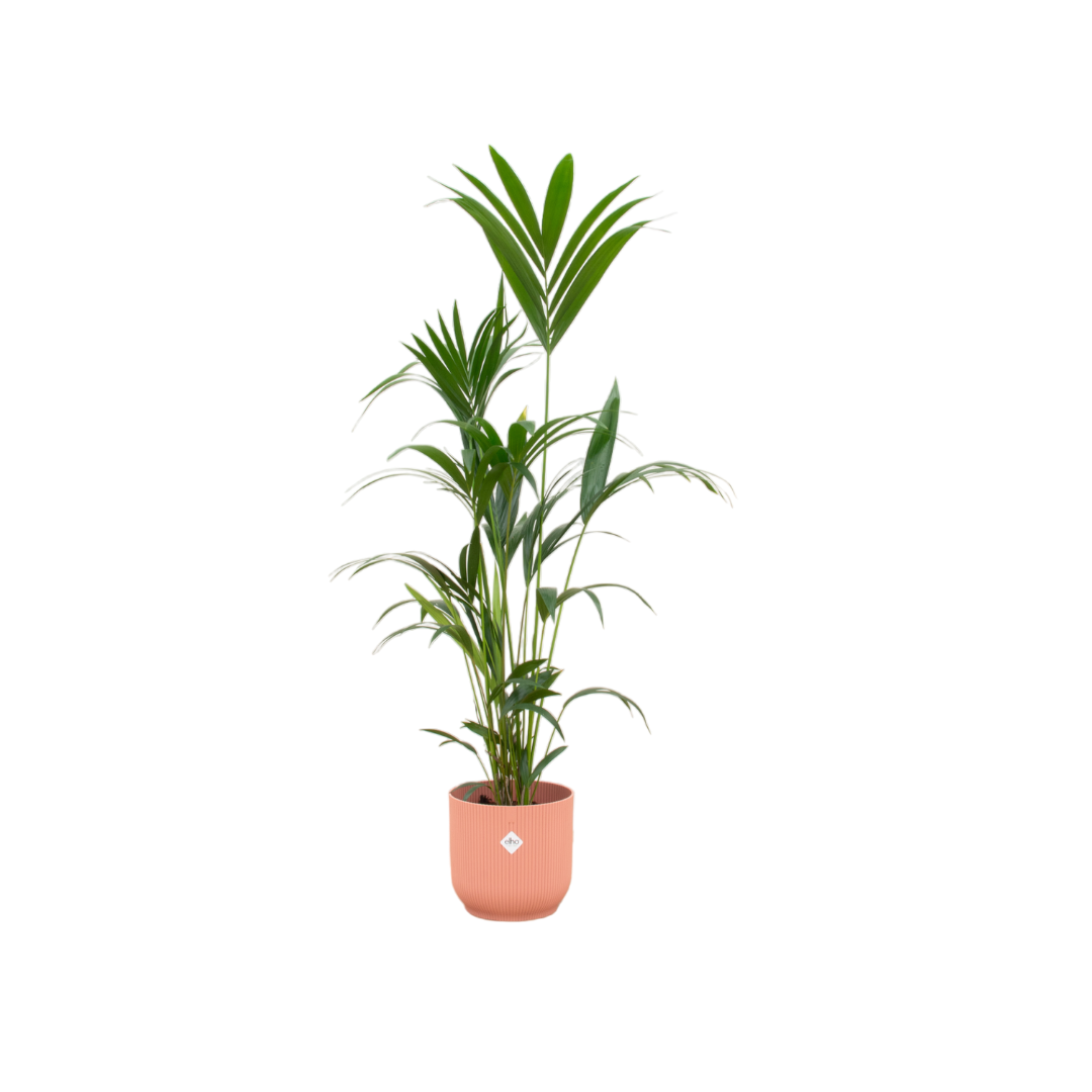 Kentia Palme mit eleganten Blättern und Übertopf