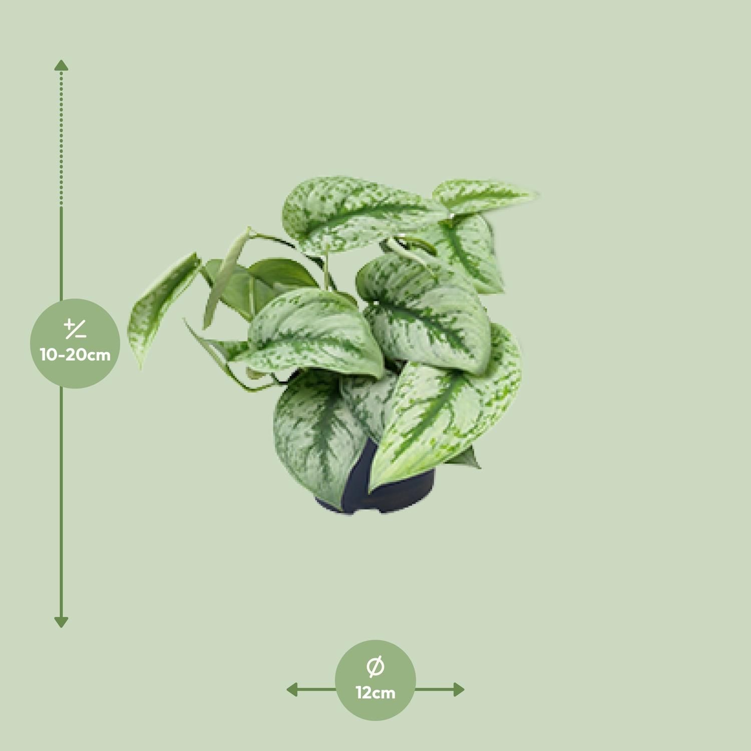 Scindapsus Pictus Trebie Zimmerpflanze