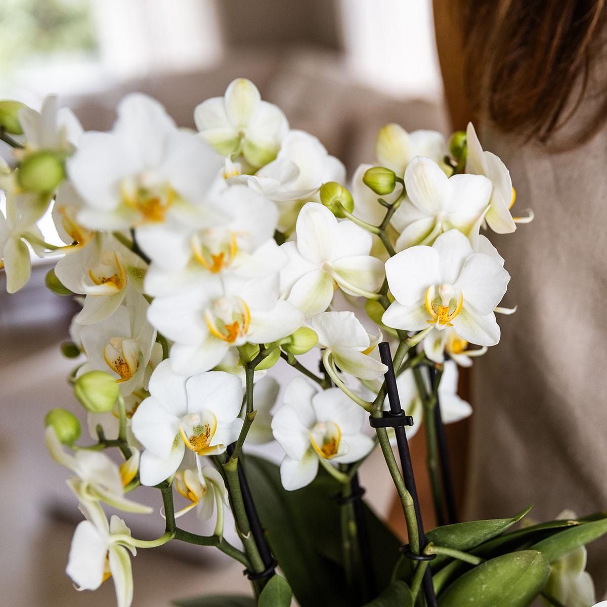Weiße Phalaenopsis Orchidee mit zarten Blüten