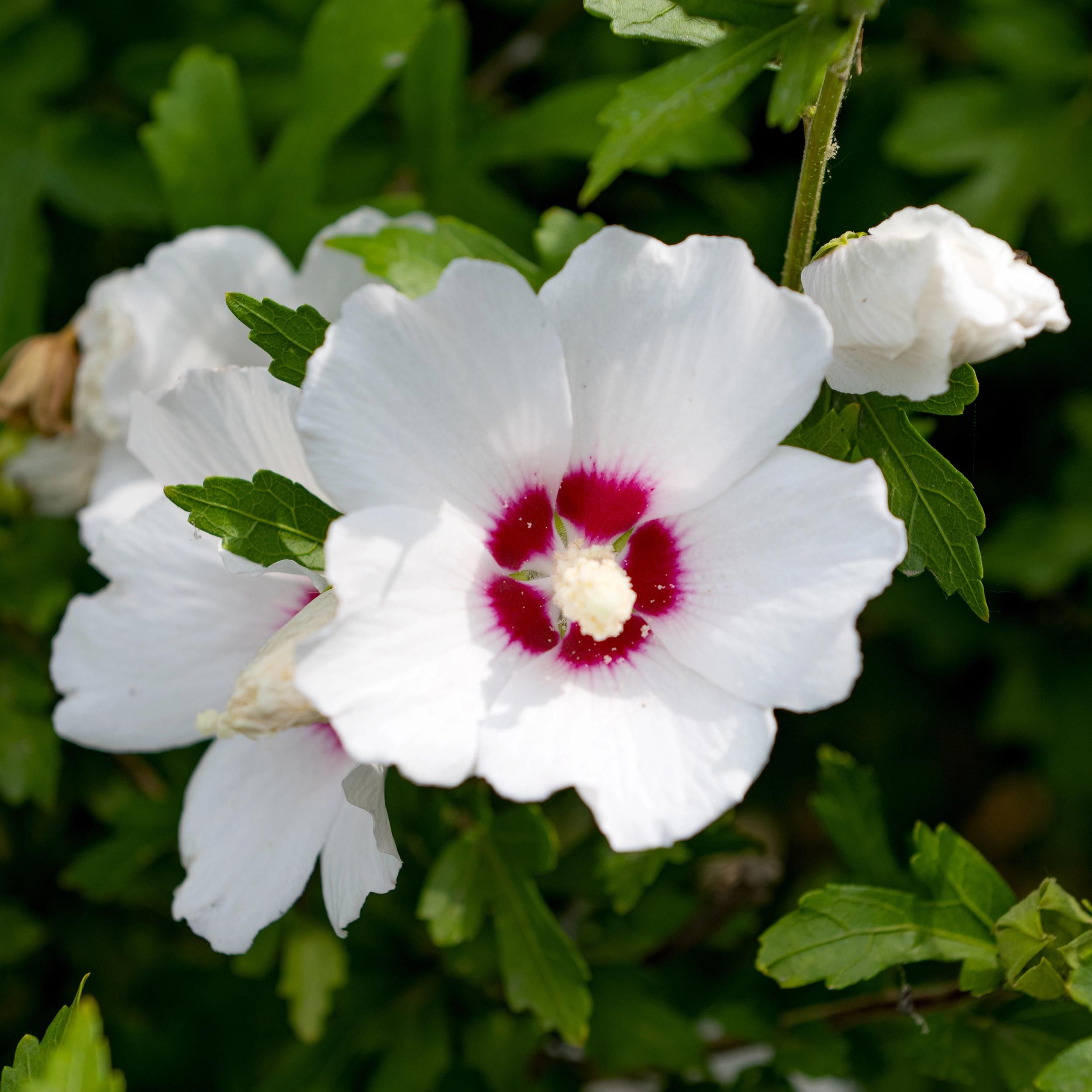 Hibiscus syriacus Red Heart | Weiße Blüte mit rotem Herz | Laubabwerfend & pflegeleicht