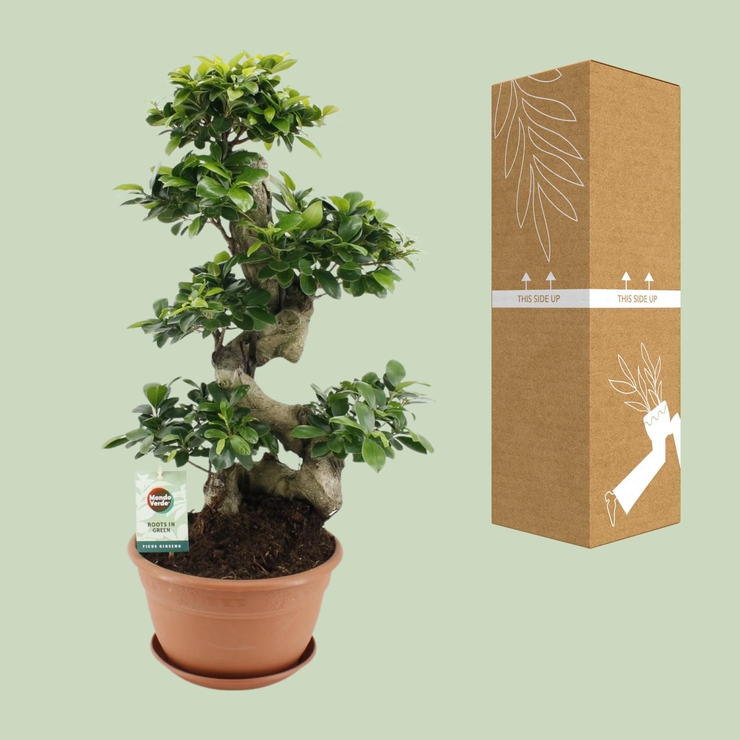Ficus Ginseng Zimmerpflanze in dekorativem Topf