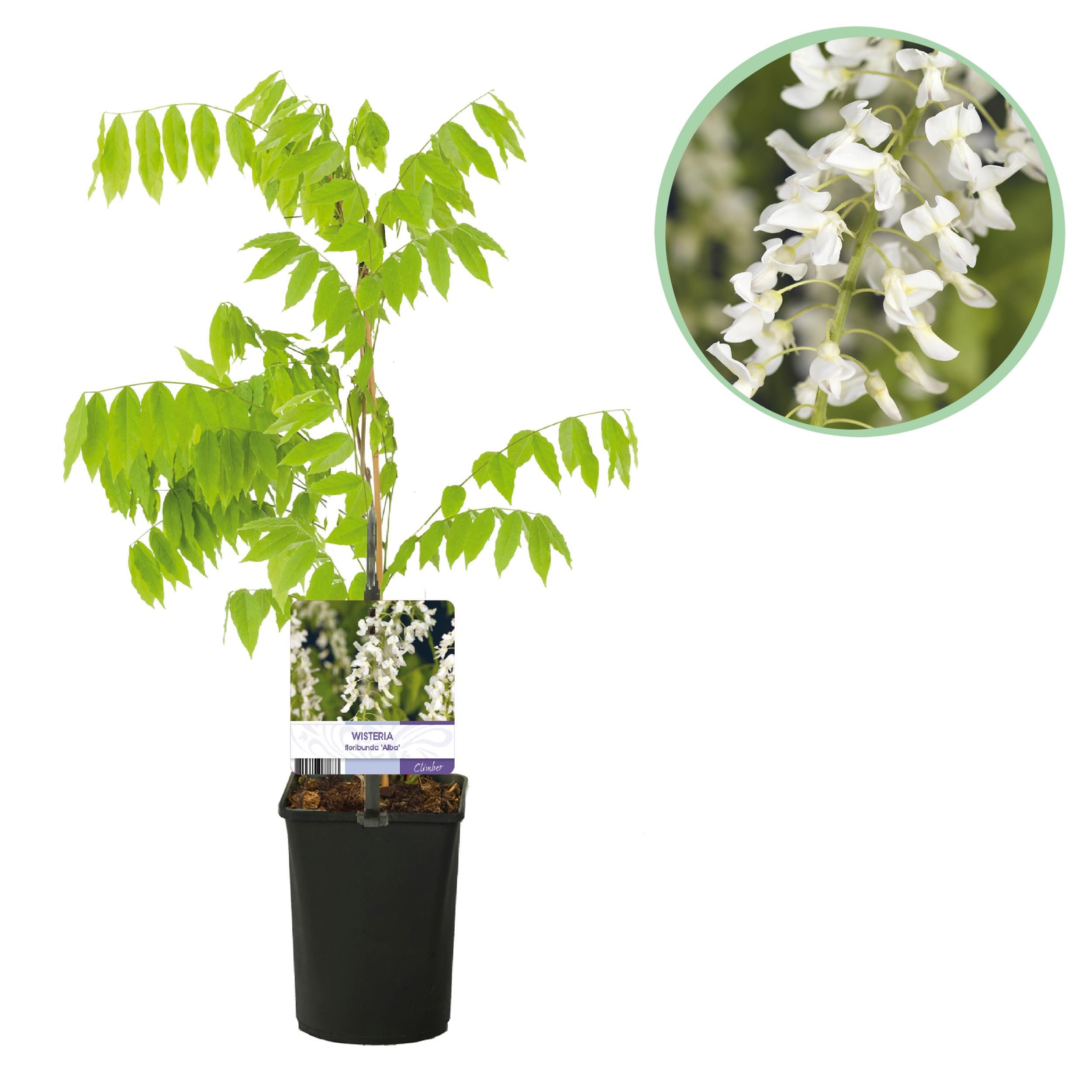 Blauregen Wisteria floribunda Alba – Weiße Blüten – 1 Pflanze – Topf 11cm