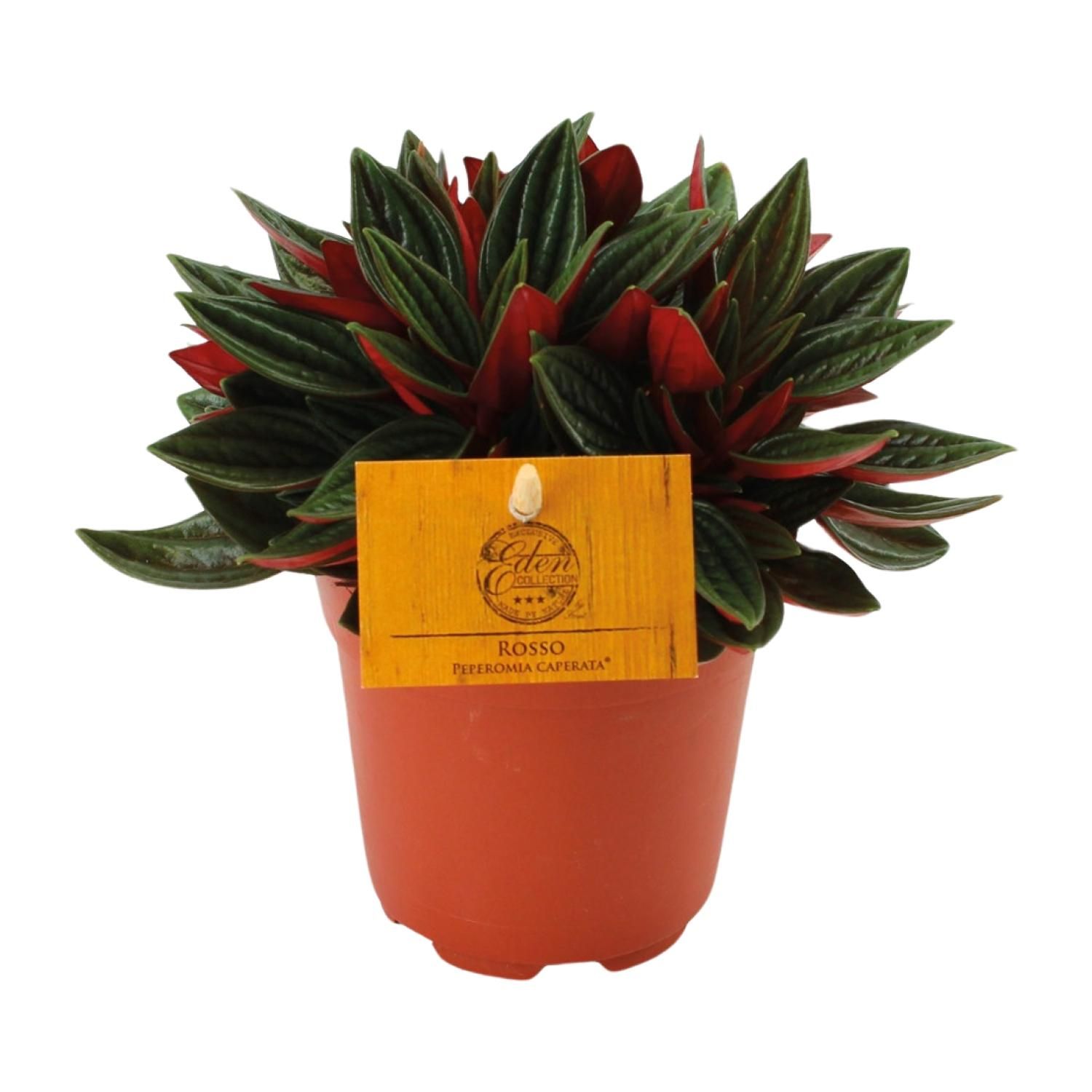 Peperomia Caperata Rosso Zimmerpflanze
