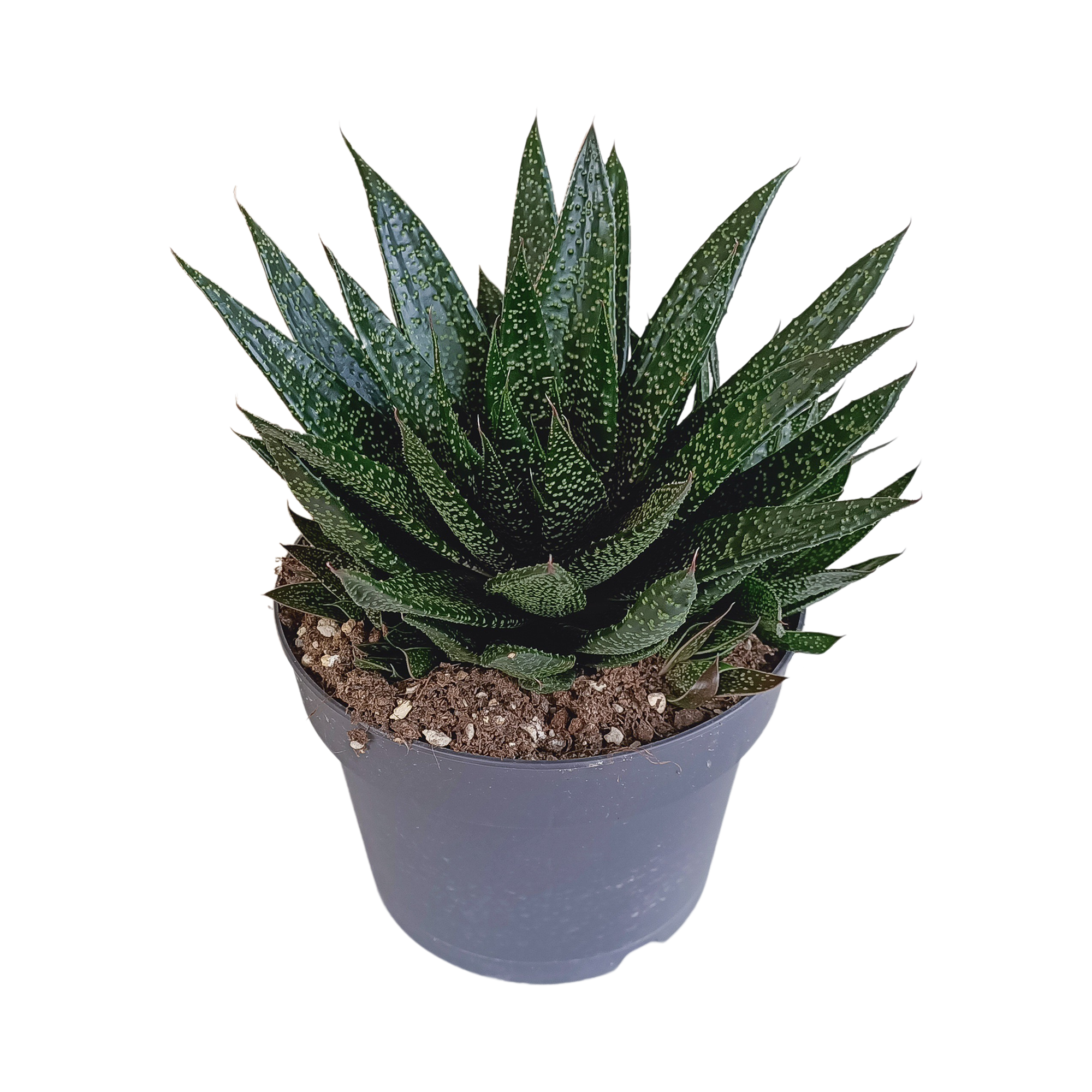 Gasteria mit gefleckten dunkelgrünen Blättern