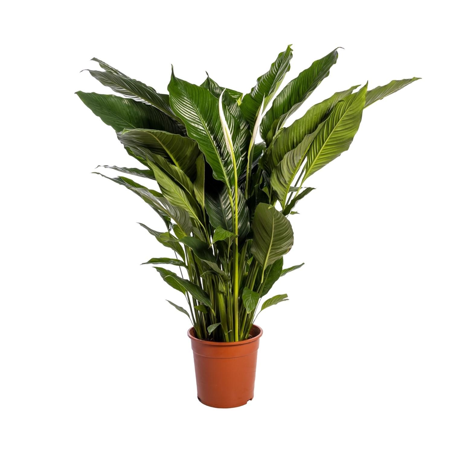 Friedenslilie Sweet Sebastiano – elegante Spathiphyllum Zimmerpflanze