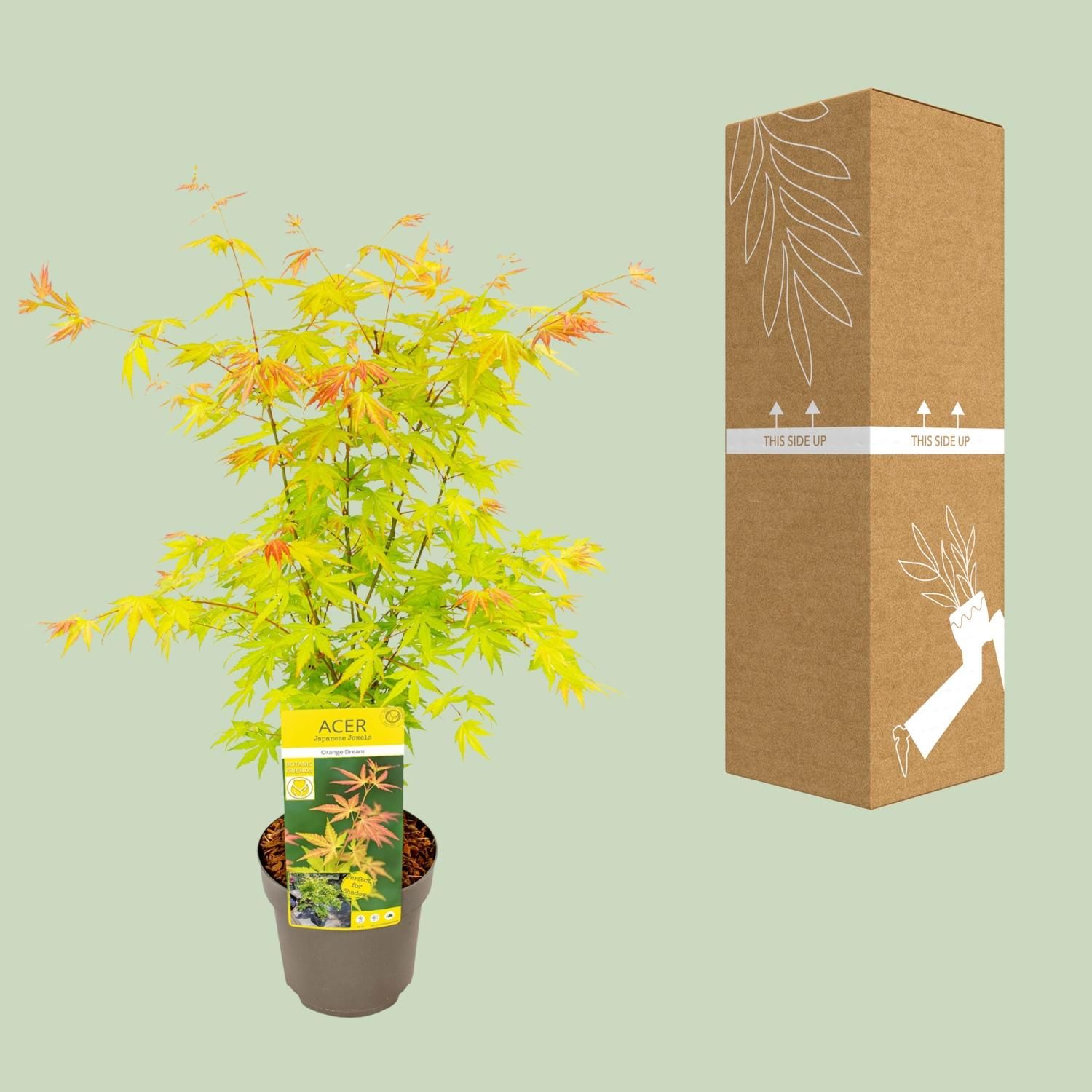 Acer Orange Dream - dekorativer Japanischer Ahorn