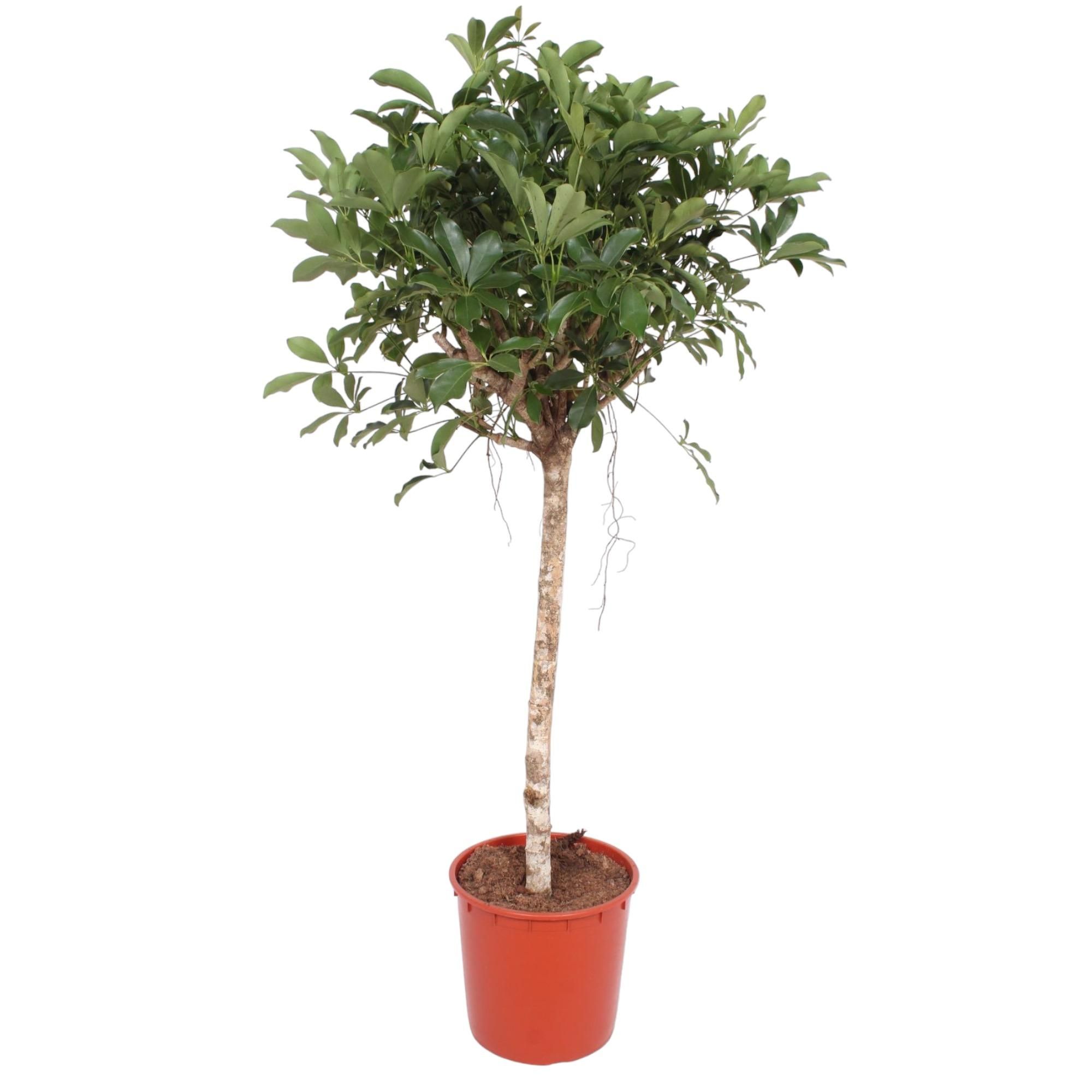 Schefflera Arboricola Compacta Zimmerpflanze