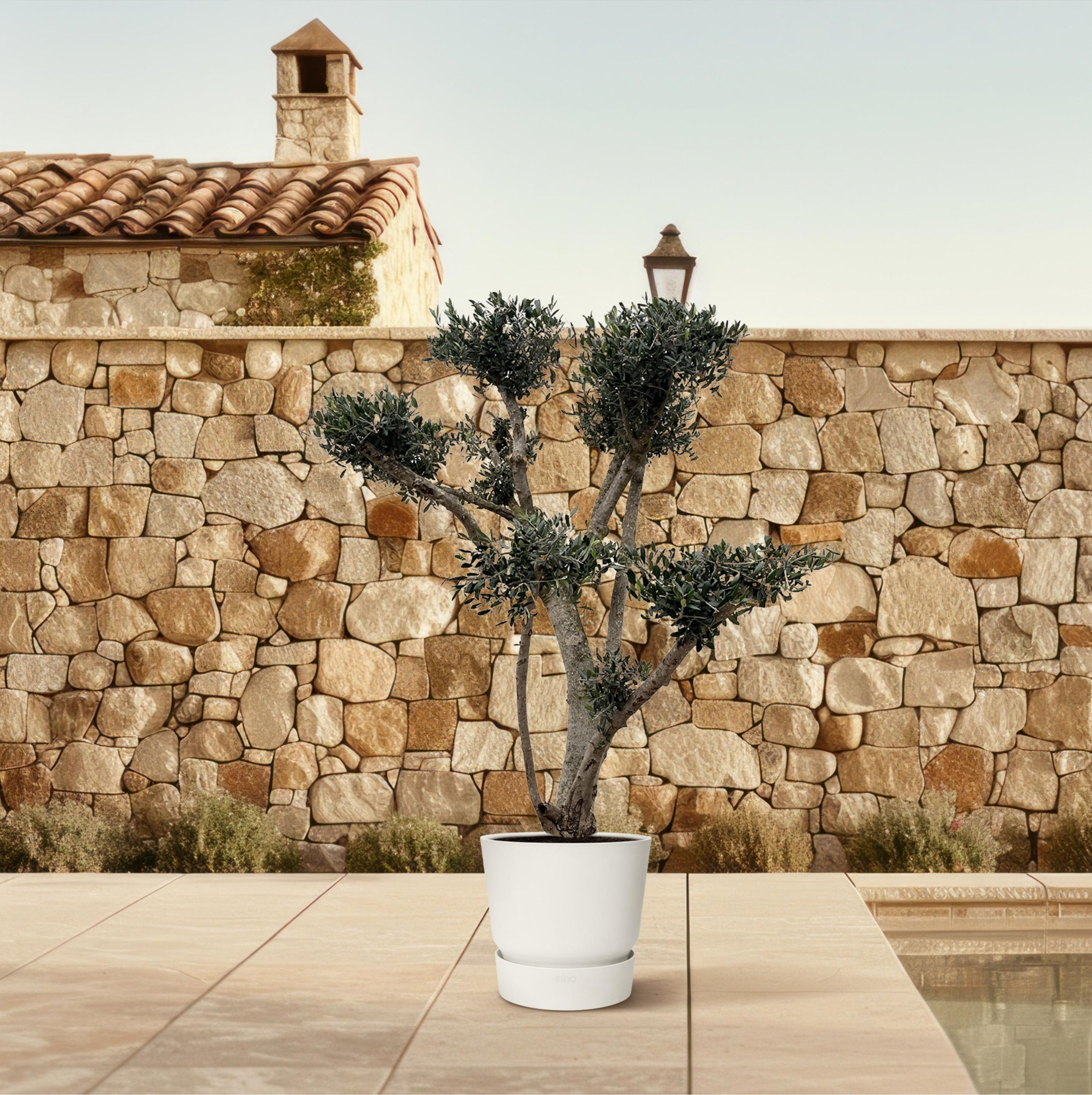 Olivenbaum Olea Europaea