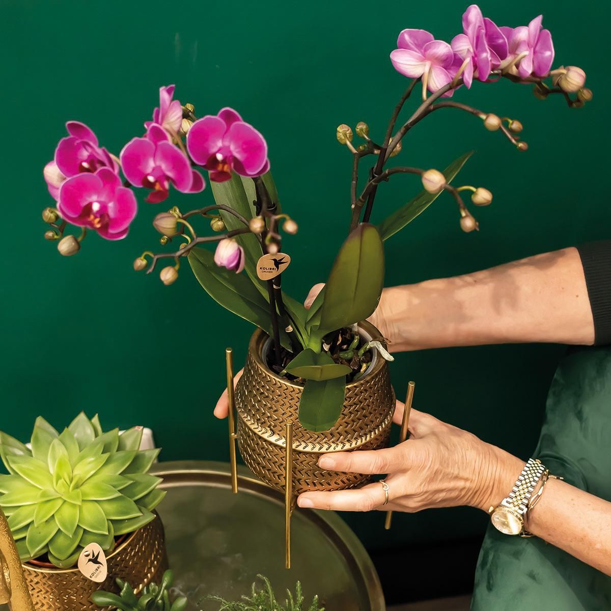 Phalaenopsis Orchidee in goldenem Groove-Ziertopf