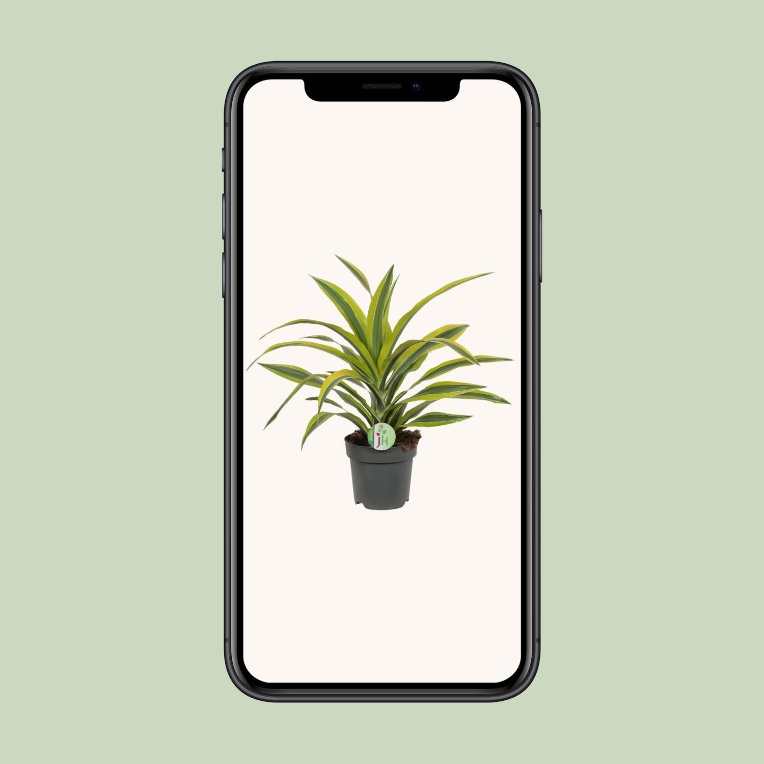 Dracaena Fragrans Lemon Lime Zimmerpflanze