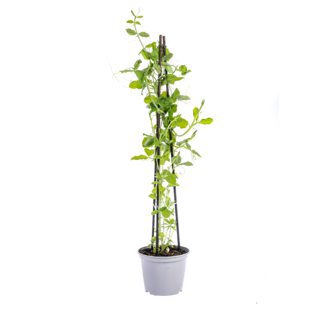 4x Duftende Platterbse – Ø13 cm Topf – ↕ 60 cm hoch