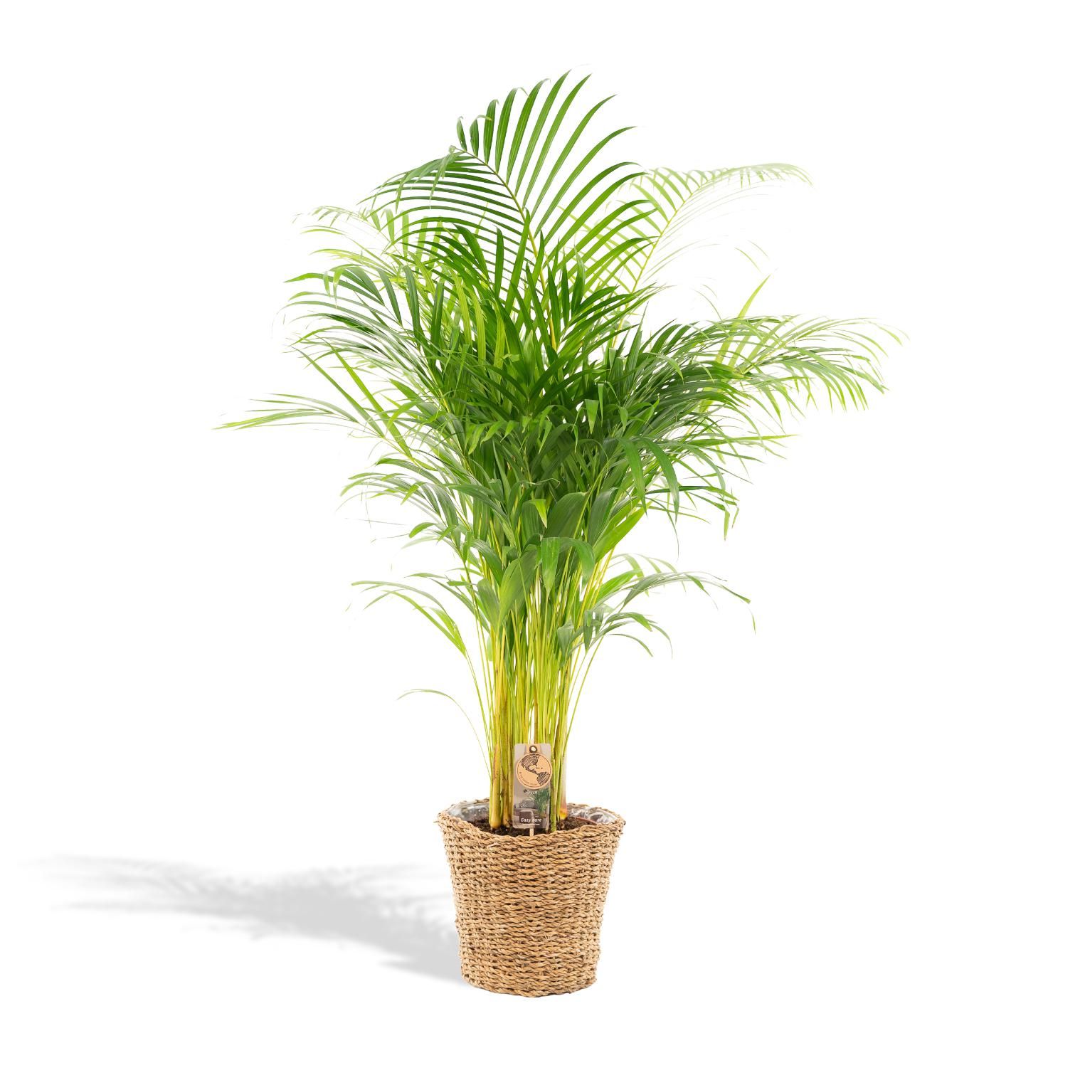 Areca Palme mit dekorativem Korb