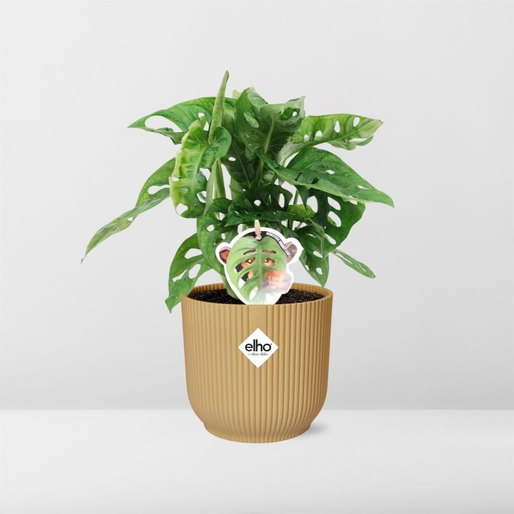 Monstera Monkey Leaf Zimmerpflanze
