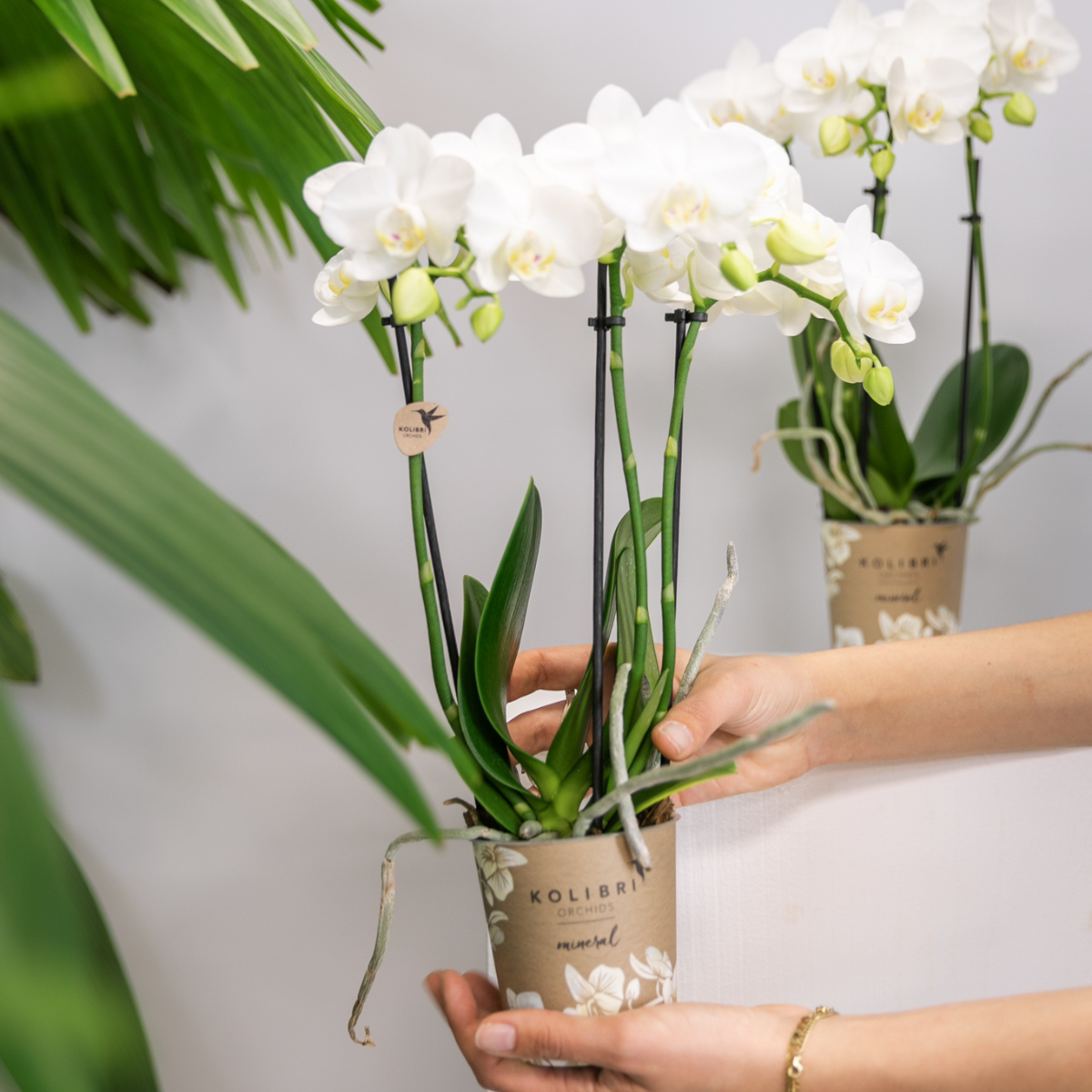 Phalaenopsis Orchidee weiß elegant
