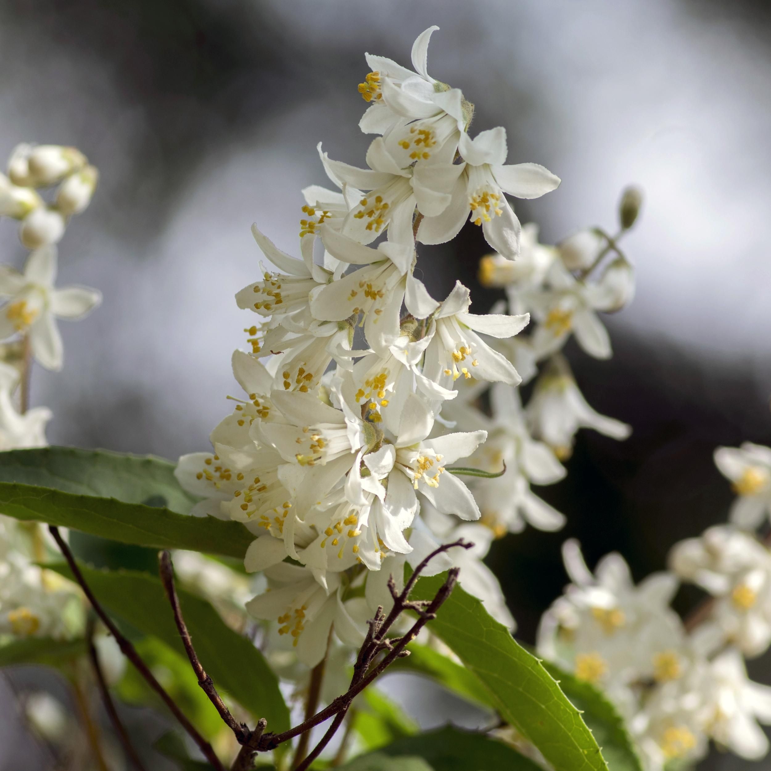 Deutzia Gracilis Strauch – Weiße Blüten – Pflegeleicht & Laubabwerfend