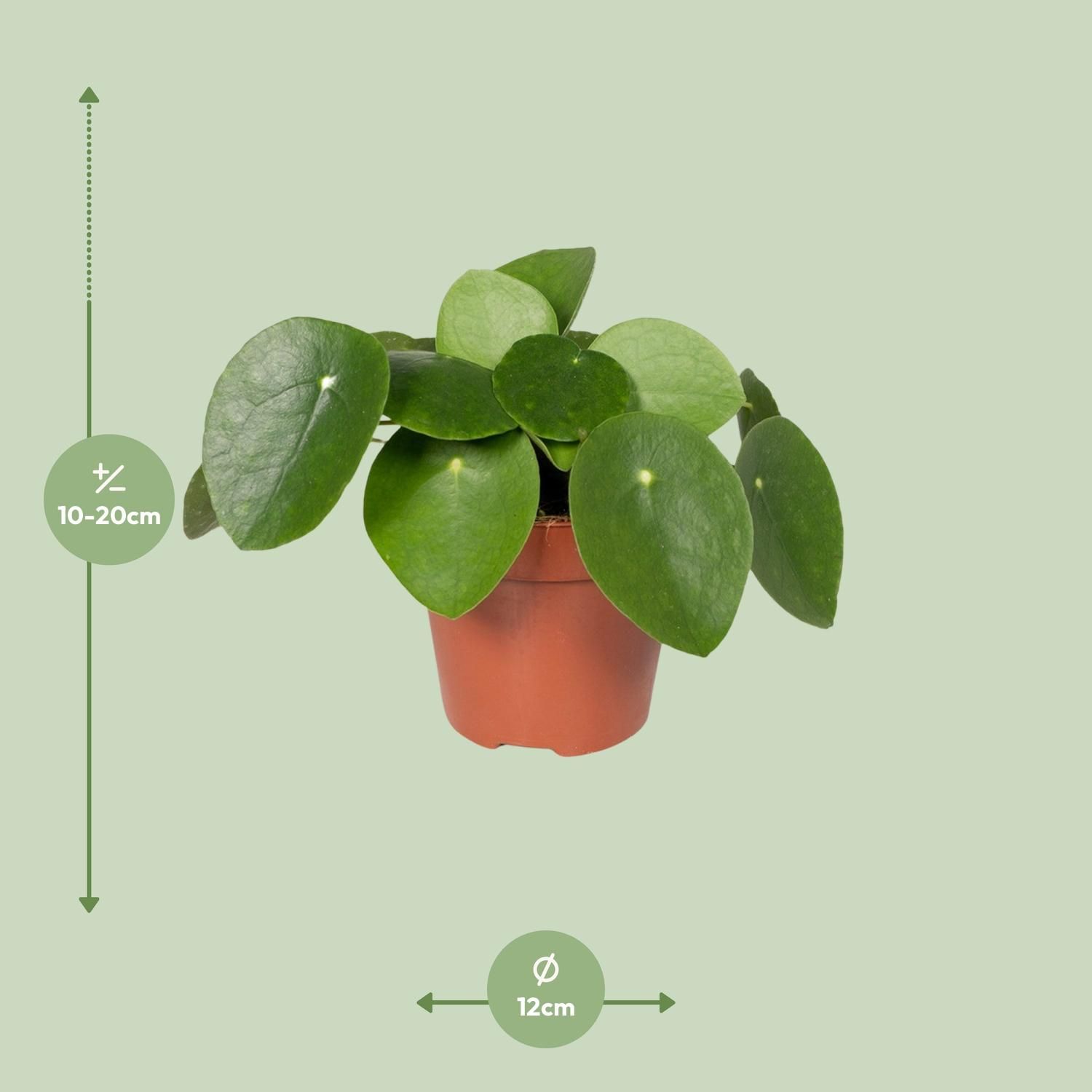 Pilea Peperomiodes Zimmerpflanze - Pfannkuchenpflanze