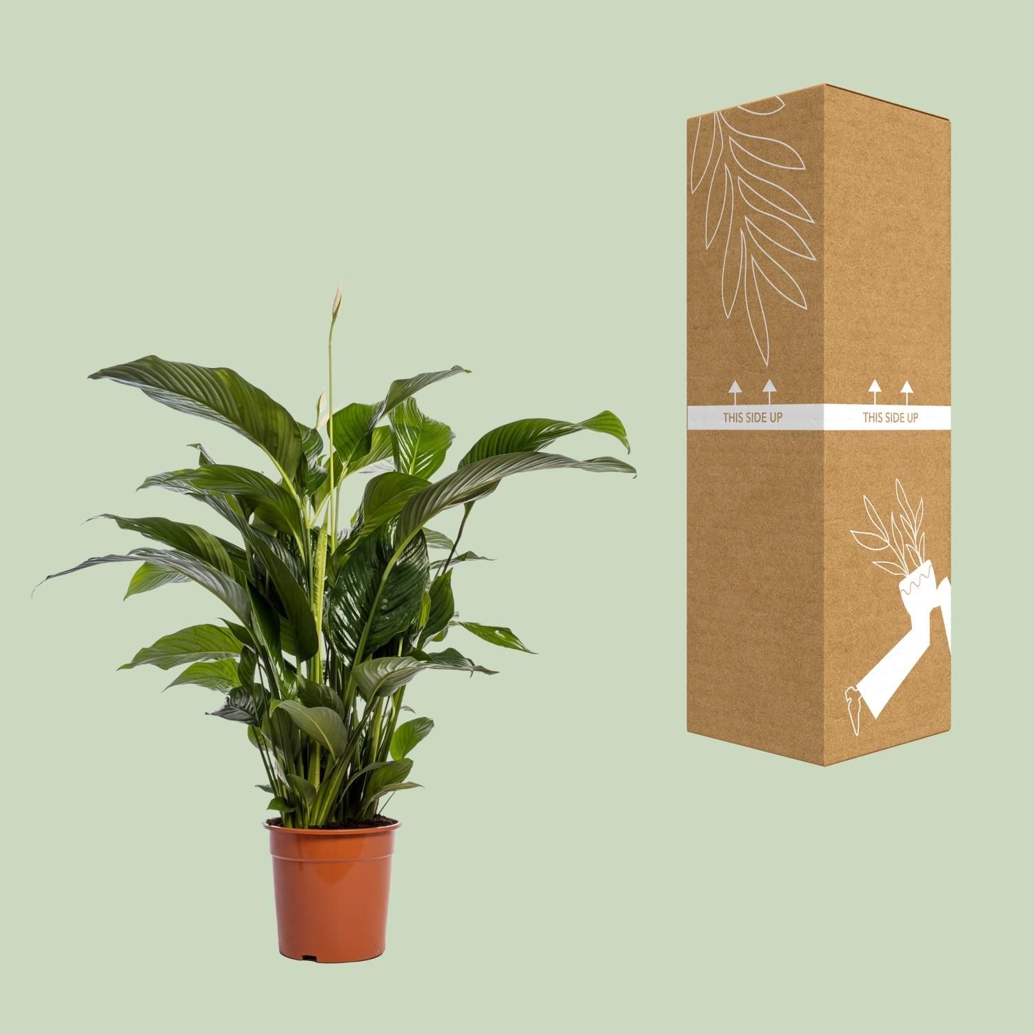 Spathiphyllum Bellini - Friedenslilie Zimmerpflanze
