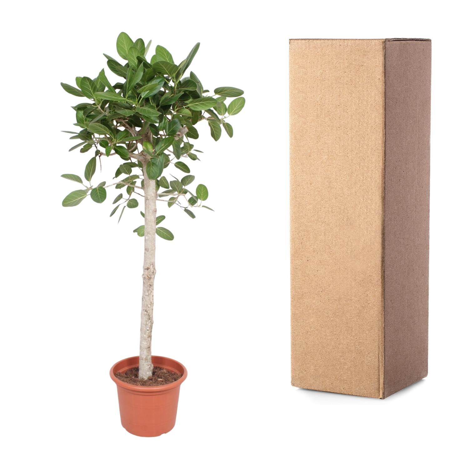 Ficus Benghalensis Zimmerpflanze