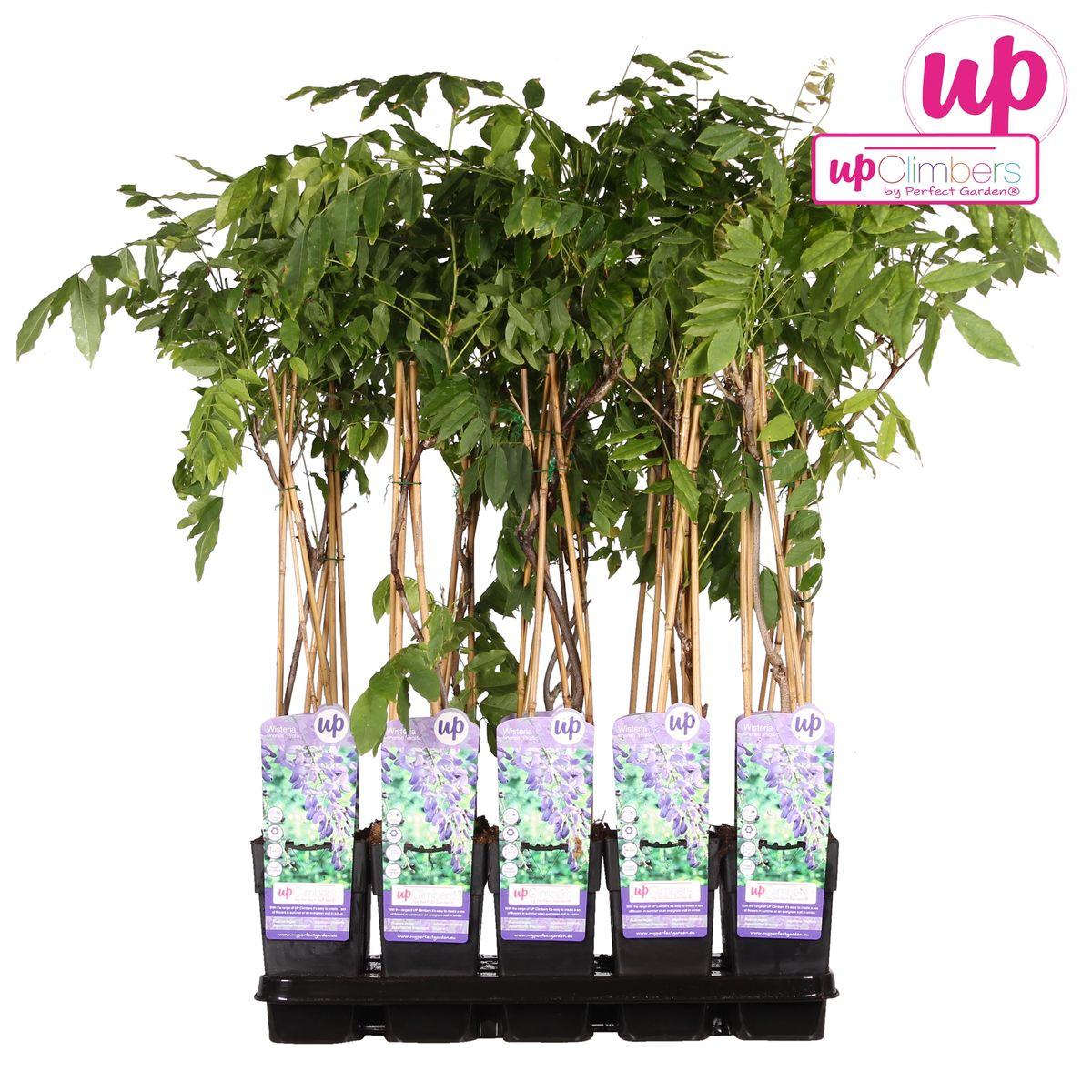 Glyzinie Wisteria sinensis – Blaue Kletterpflanze