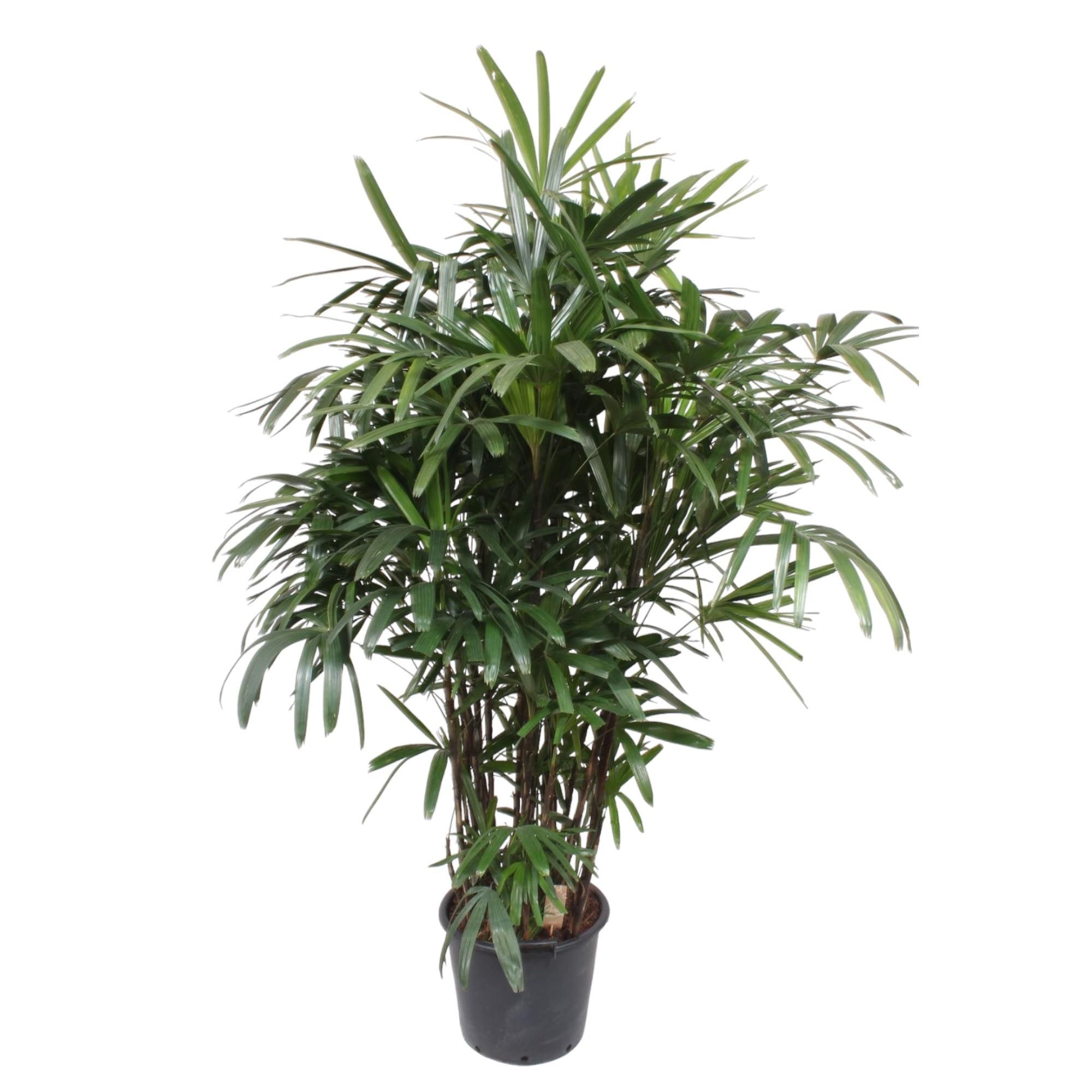 Rhapis Excelsa Damenpalme – elegante Zimmerpflanze