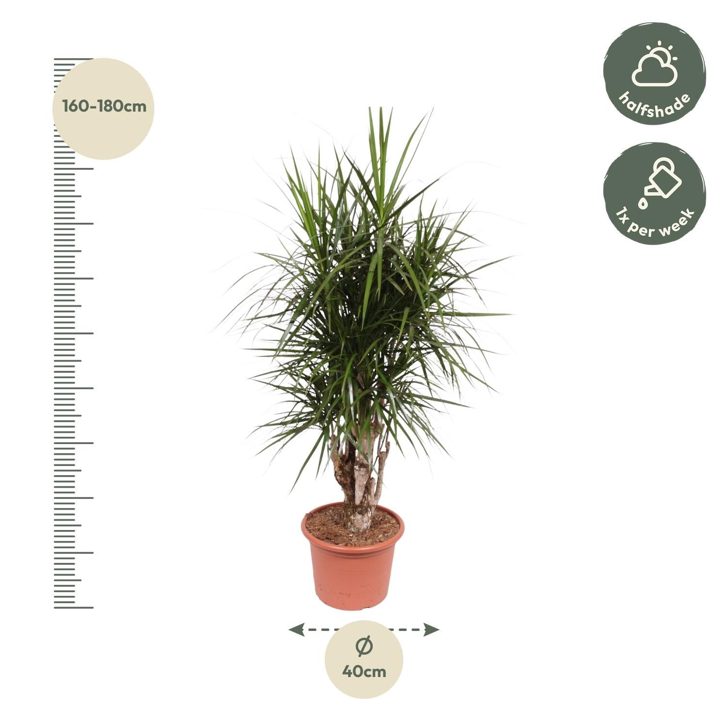 Dracaena Marginata verzweigt Zimmerpflanze