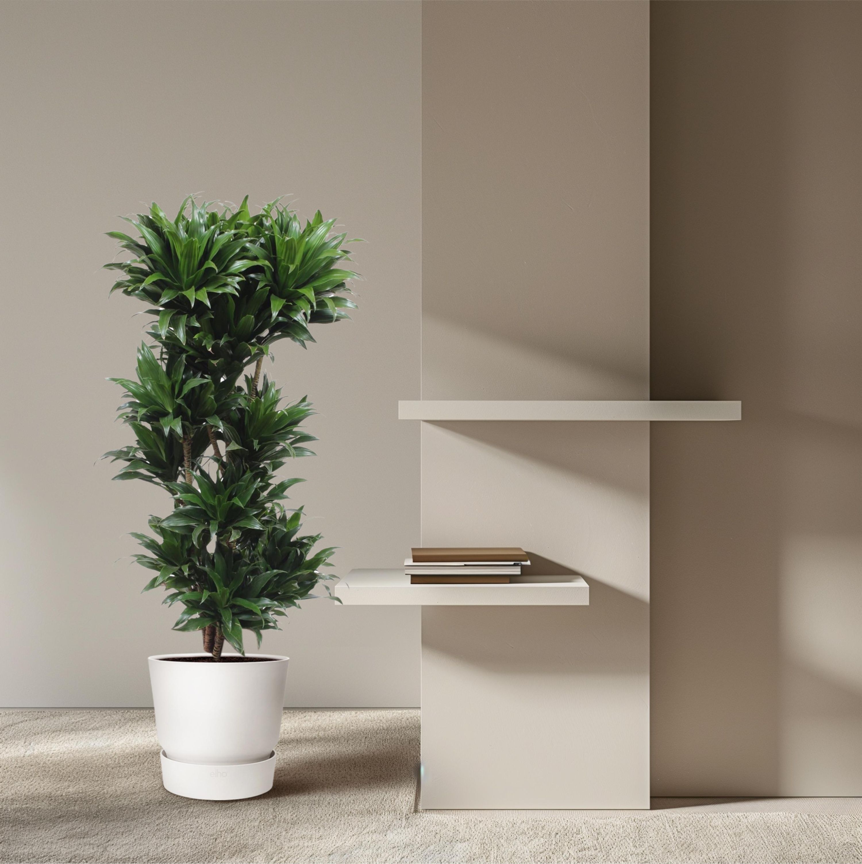 Dracaena Compacta attraktive Zimmerpflanze