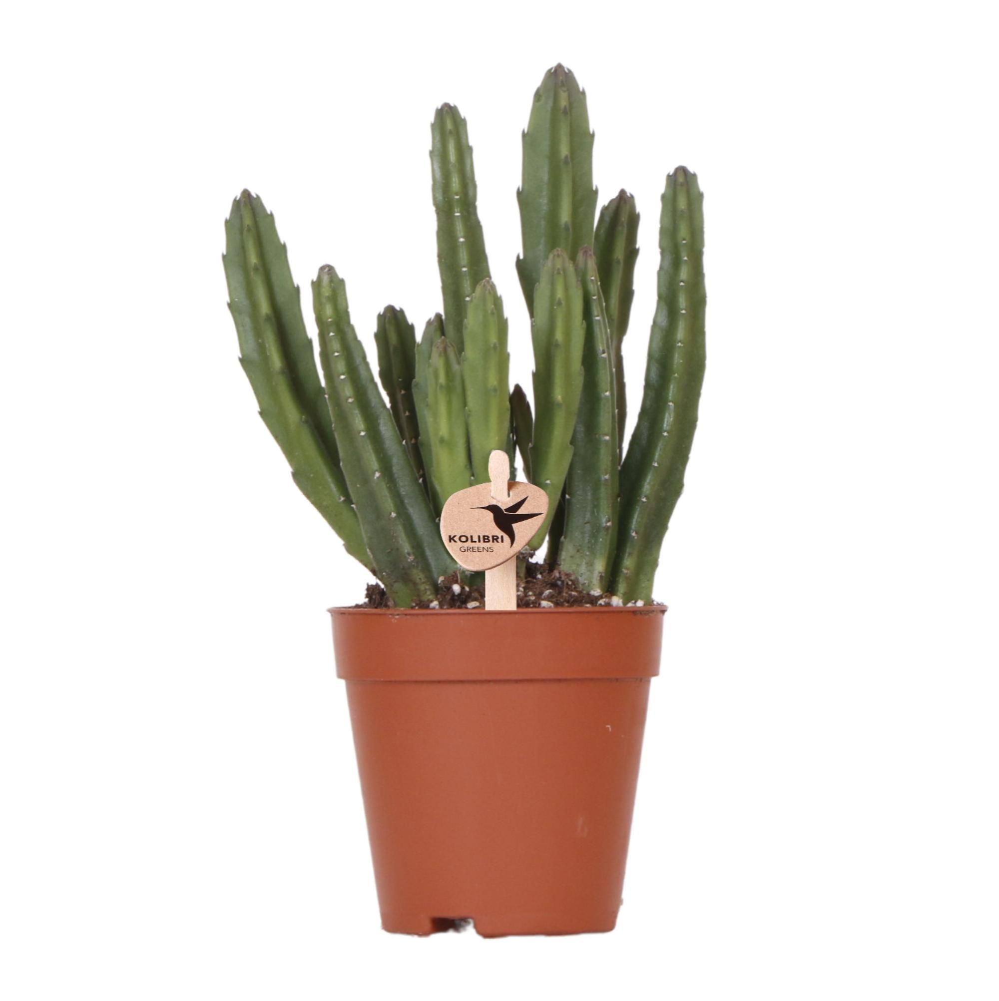 Stapelia Grünpflanze